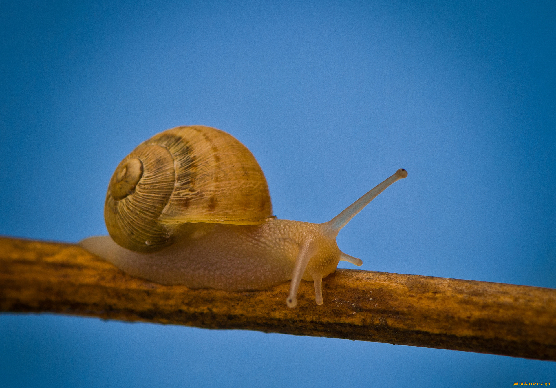 животные, улитки, раковина, улитка, природа, ветка