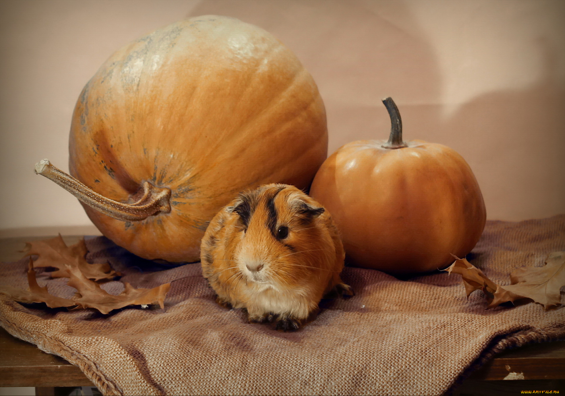 животные, морские, свинки, , хомяки, тыква, осень, ноябрь, морская, свинка