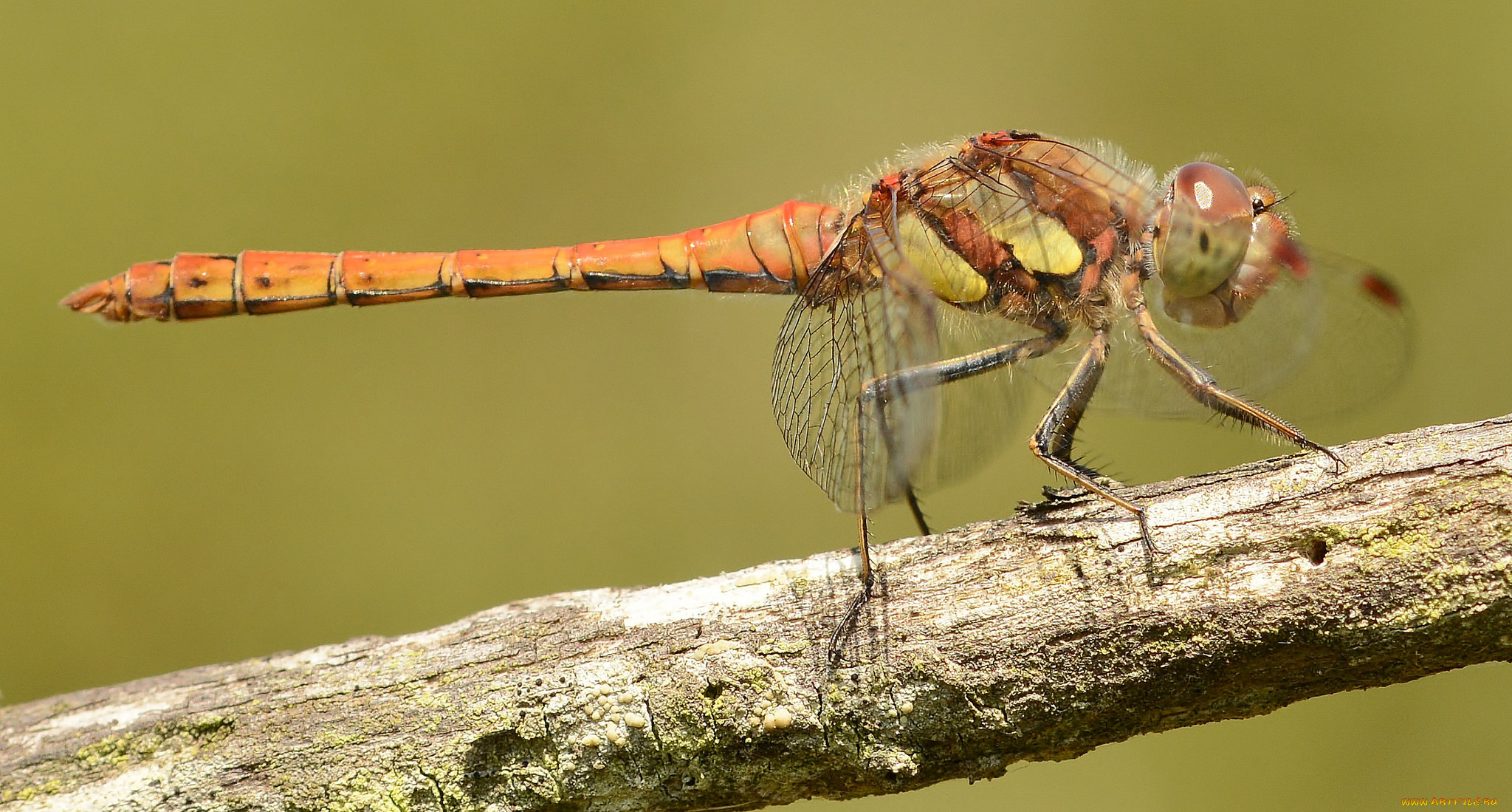 животные, стрекозы, крылья, стрекоза