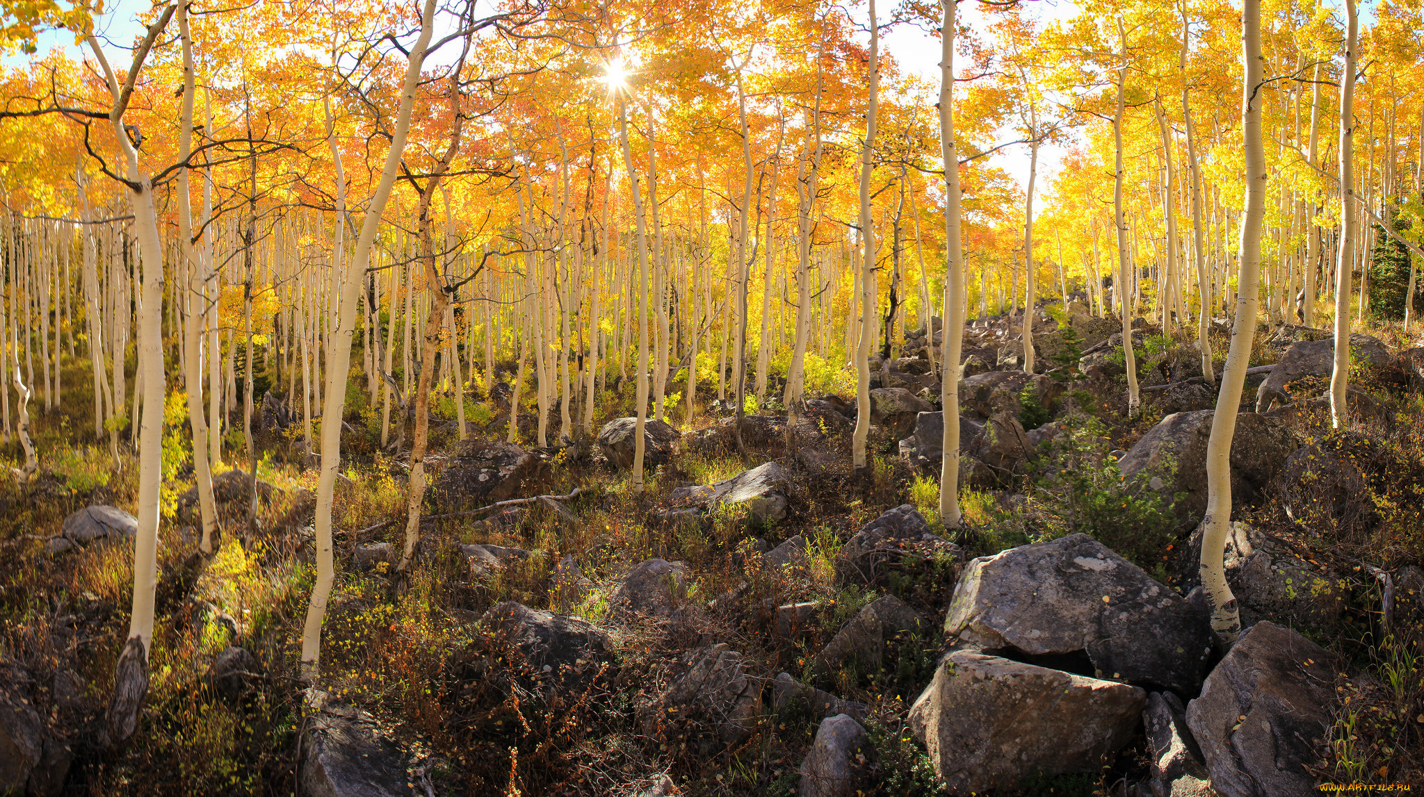 природа, лес, склон, осень, осина, деревья, камни