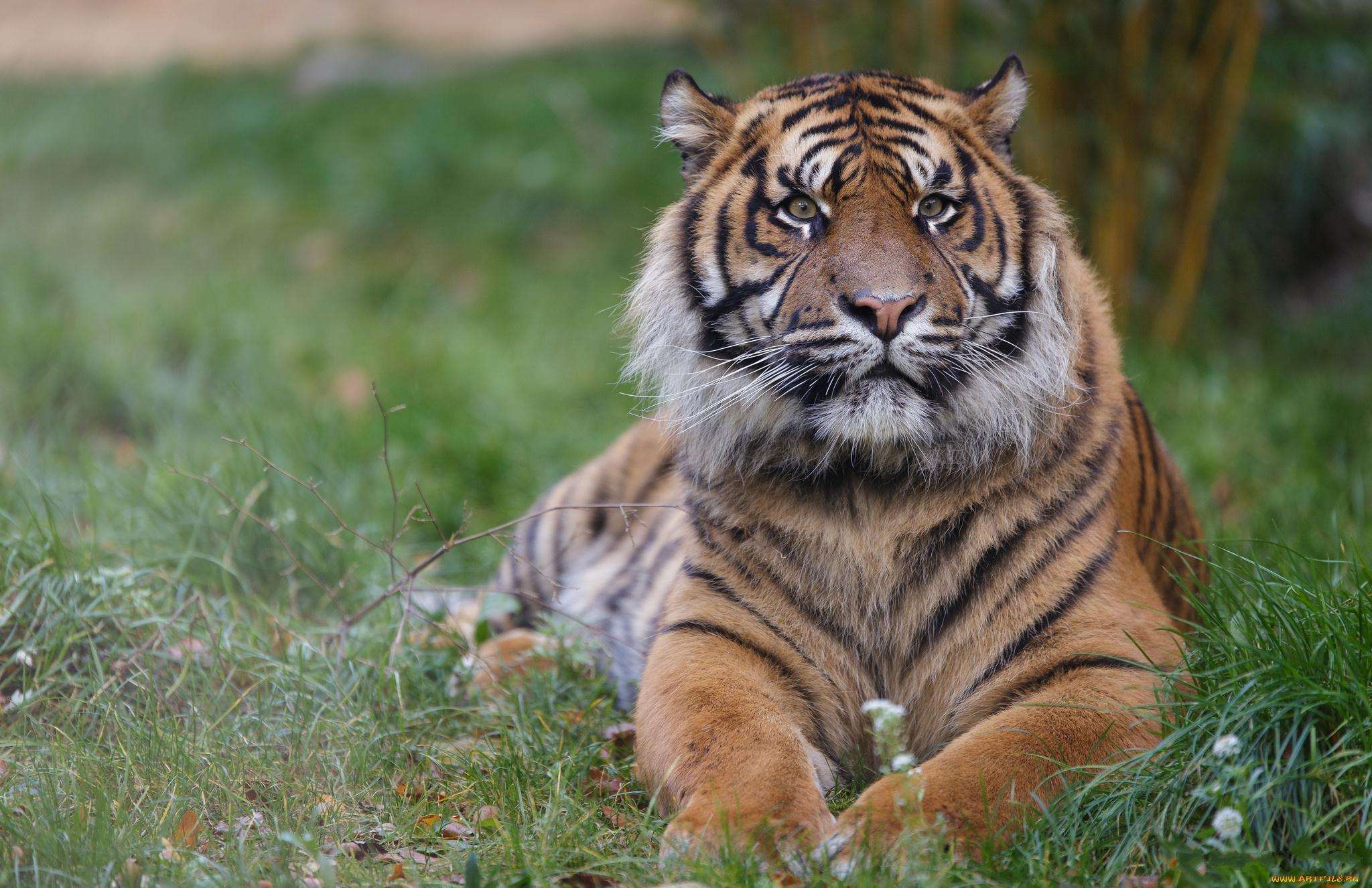 животные, тигры, тигр