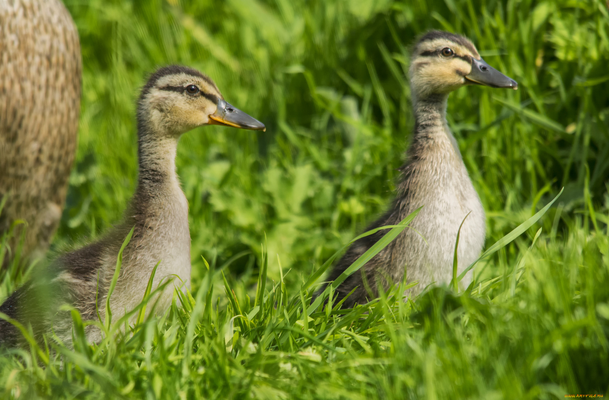 животные, утки, утята