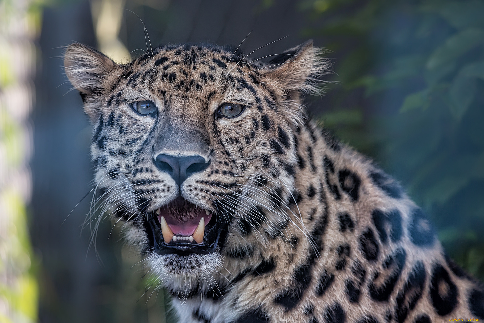 животные, леопарды, голова, пасть, леопард