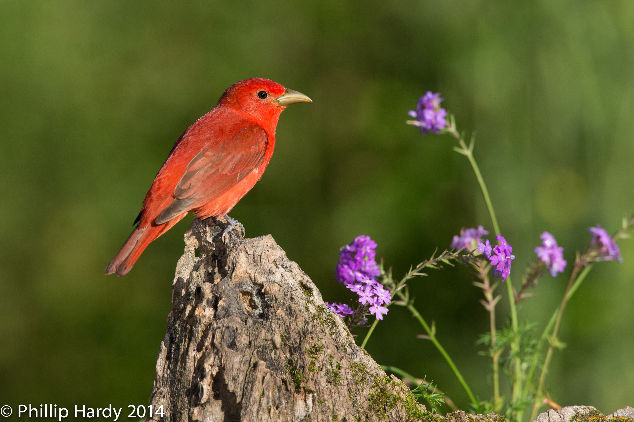 животные, птицы, птца, цветы, фон, пень