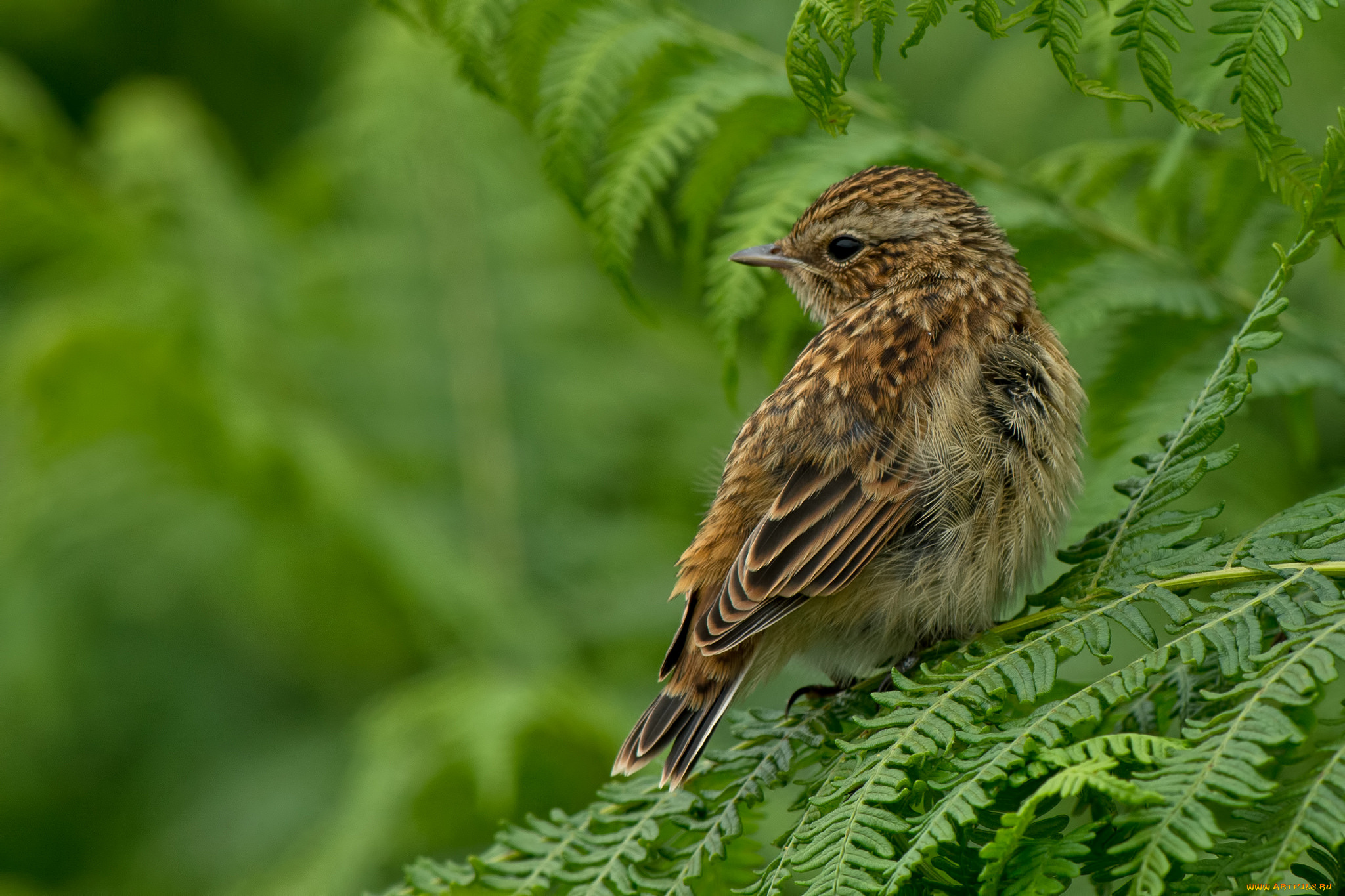 животные, птицы, птица, полосатая, зелень, растения, папоротник
