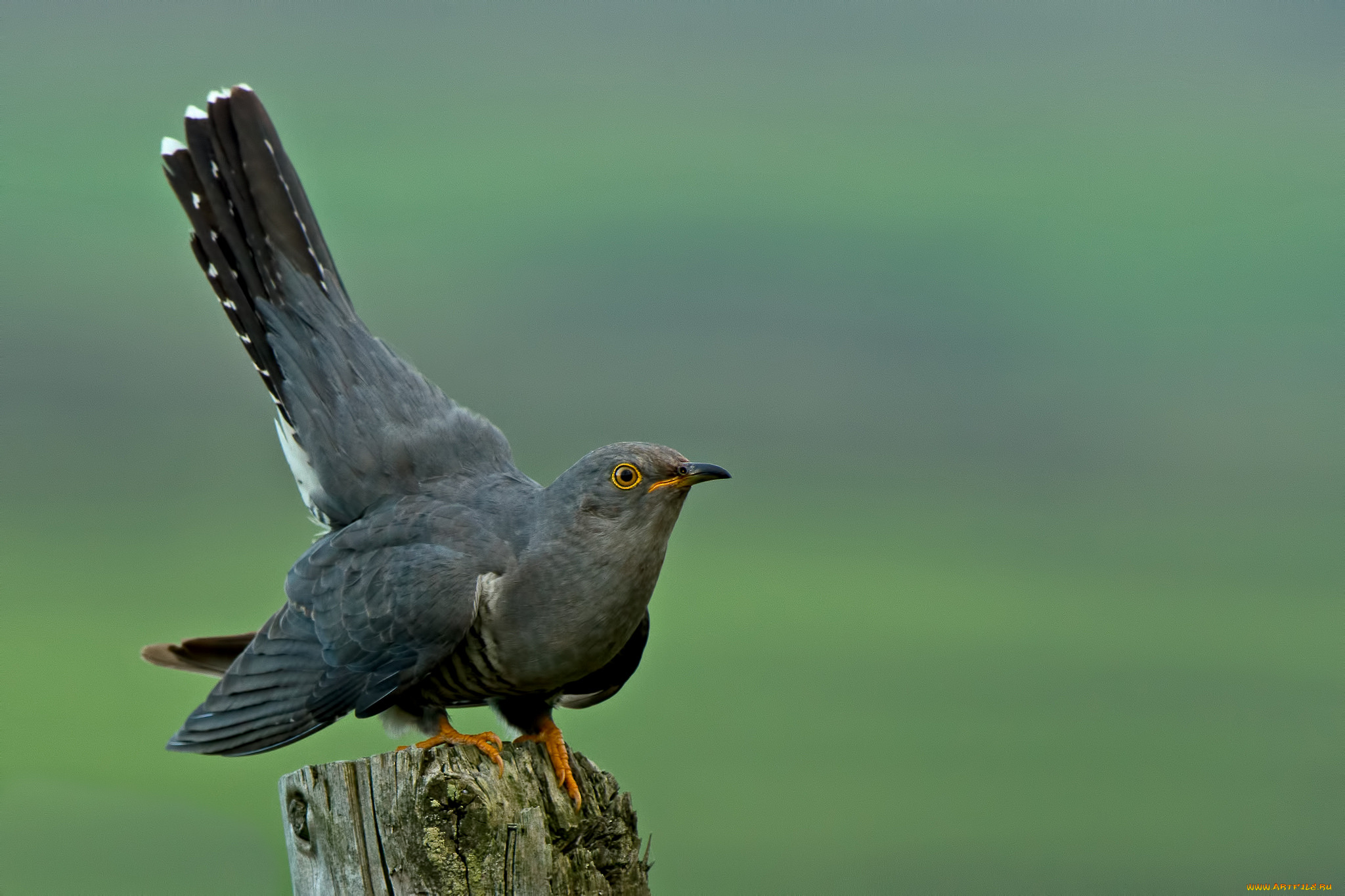 животные, птицы, птица, серая, кукушка, пень, фон, елёный