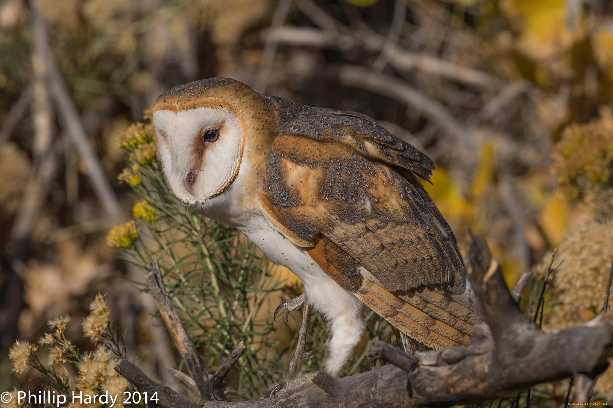 животные, совы, взгляд, птица, природа, сова