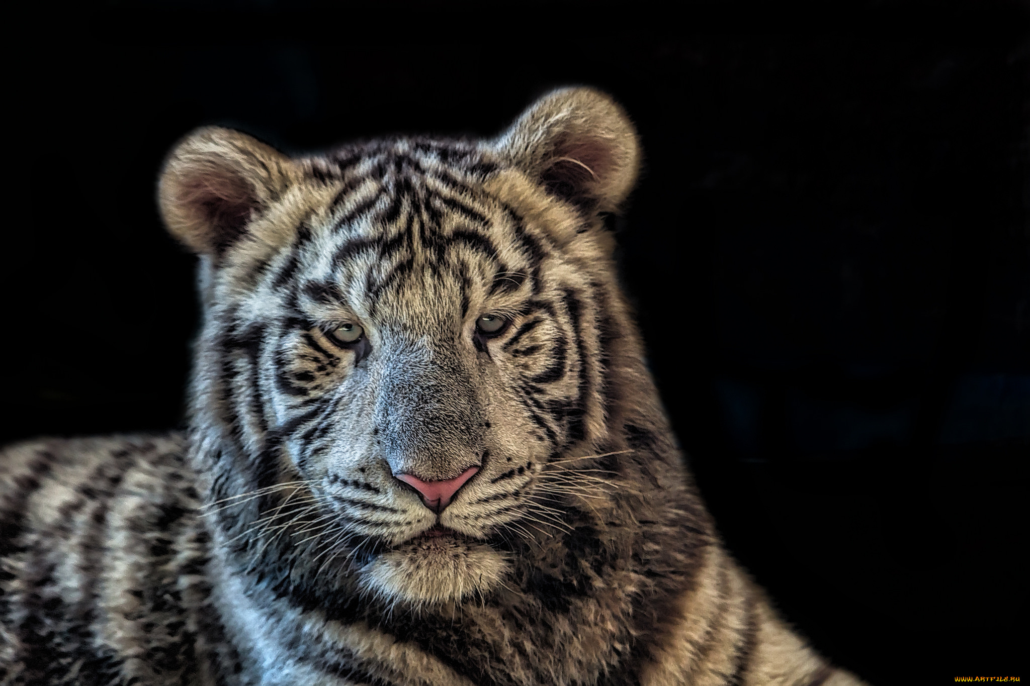 животные, тигры, тигр