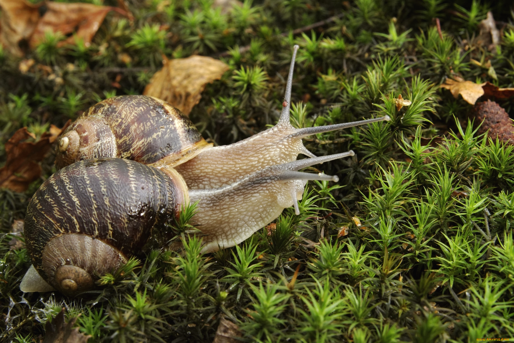 животные, улитки, мох, рожки, пара