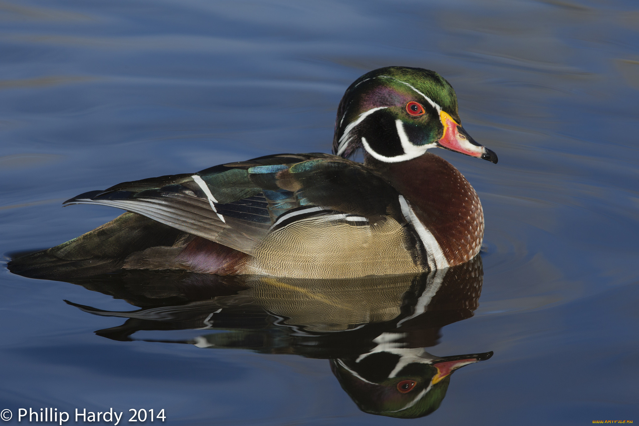 животные, утки, вода, плавает, мандаринка, утка, птица, озеро