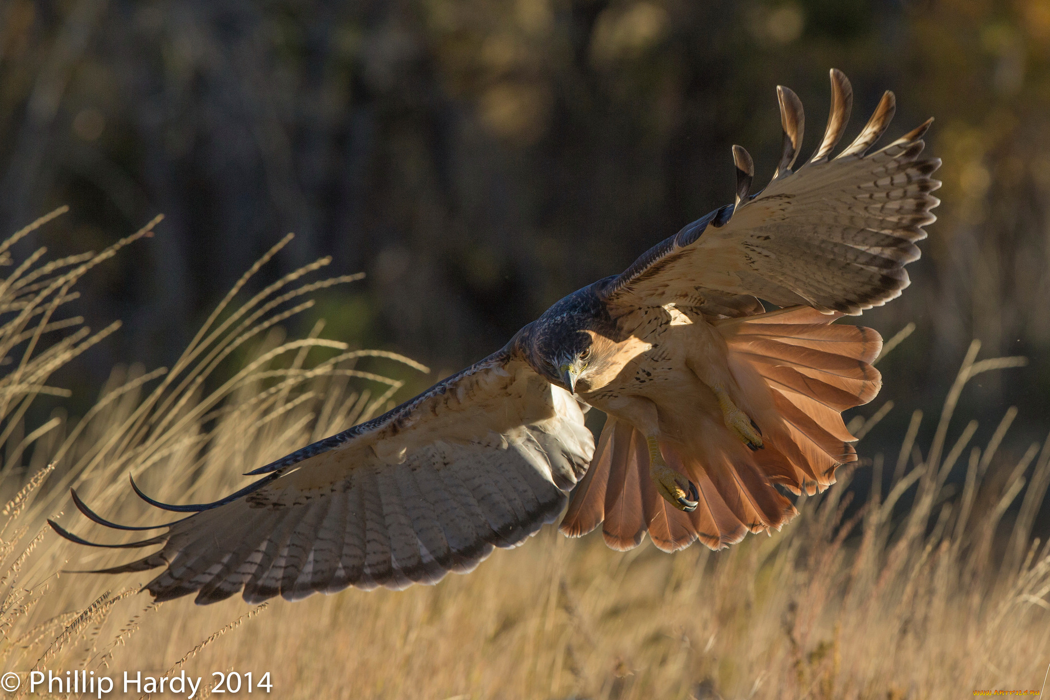 животные, птицы, -, хищники, парит, клюв, крылья, хищник, трава, птица