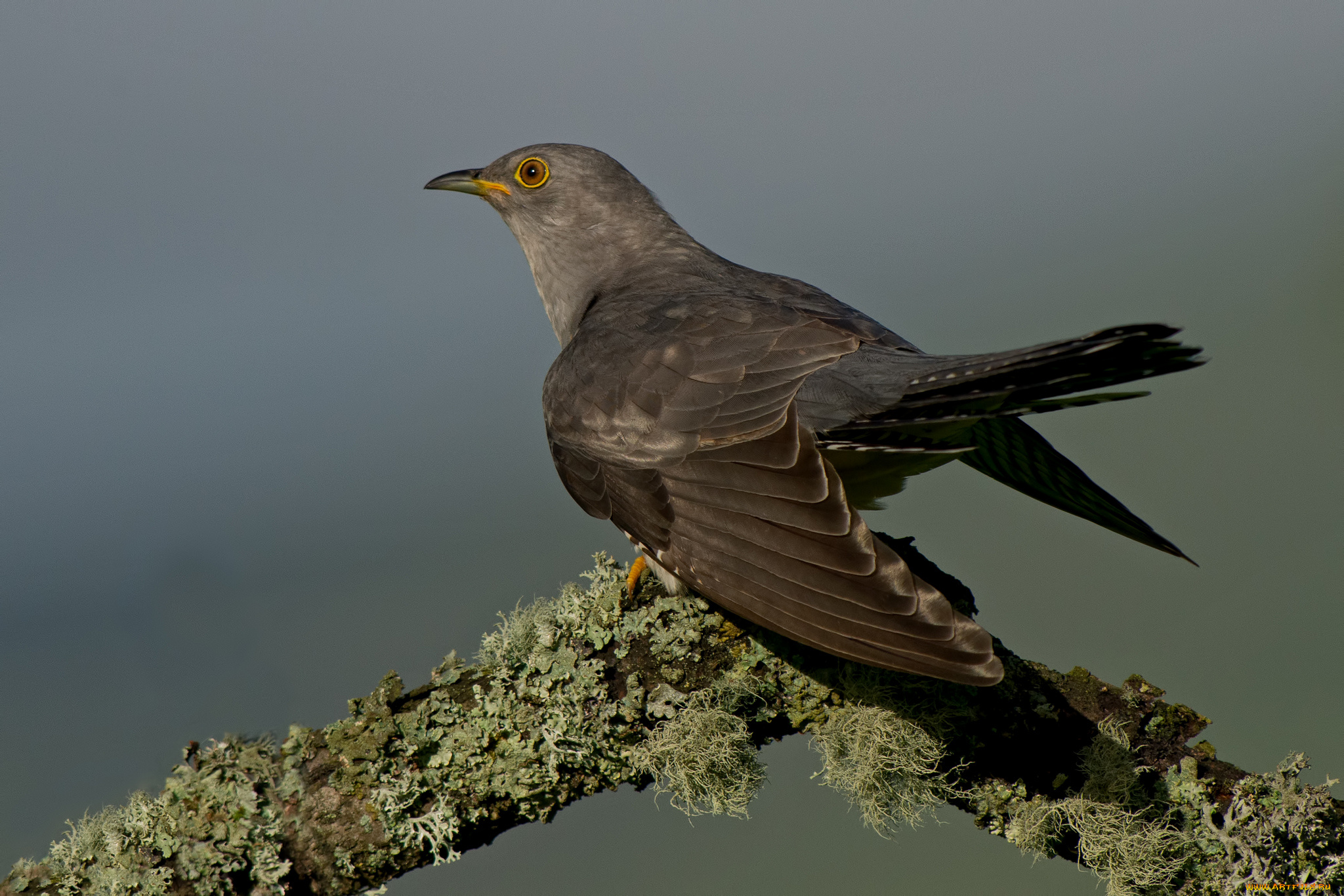 животные, птицы, птица, серая, фон, кукушка, крылья, ветка