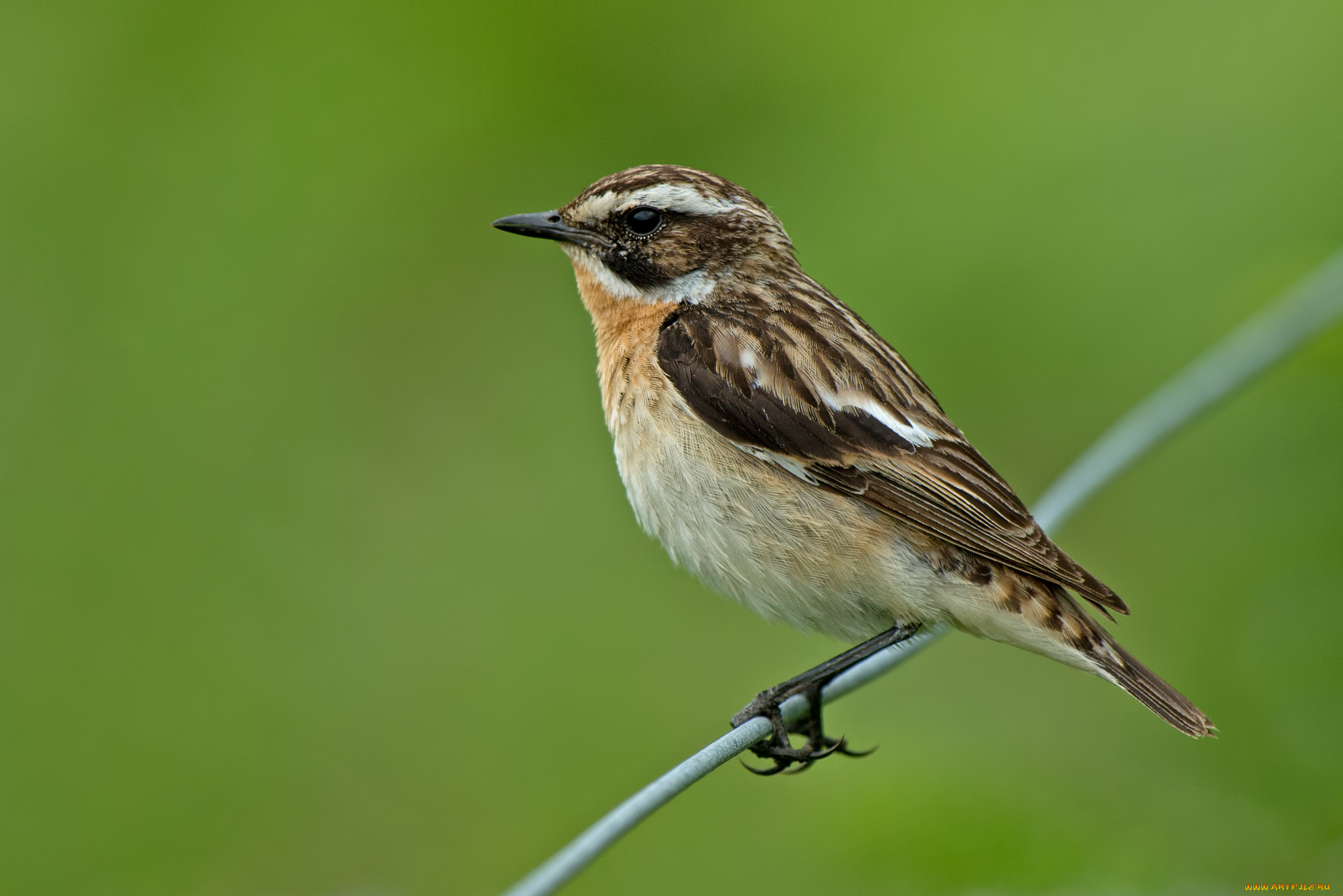 животные, птицы, птица, зелень, зелёный, фон, проволока
