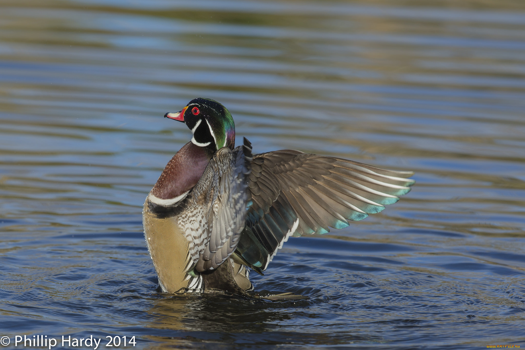 животные, утки, плавает, крылья, мандаринка, утка, птица, озеро, вода