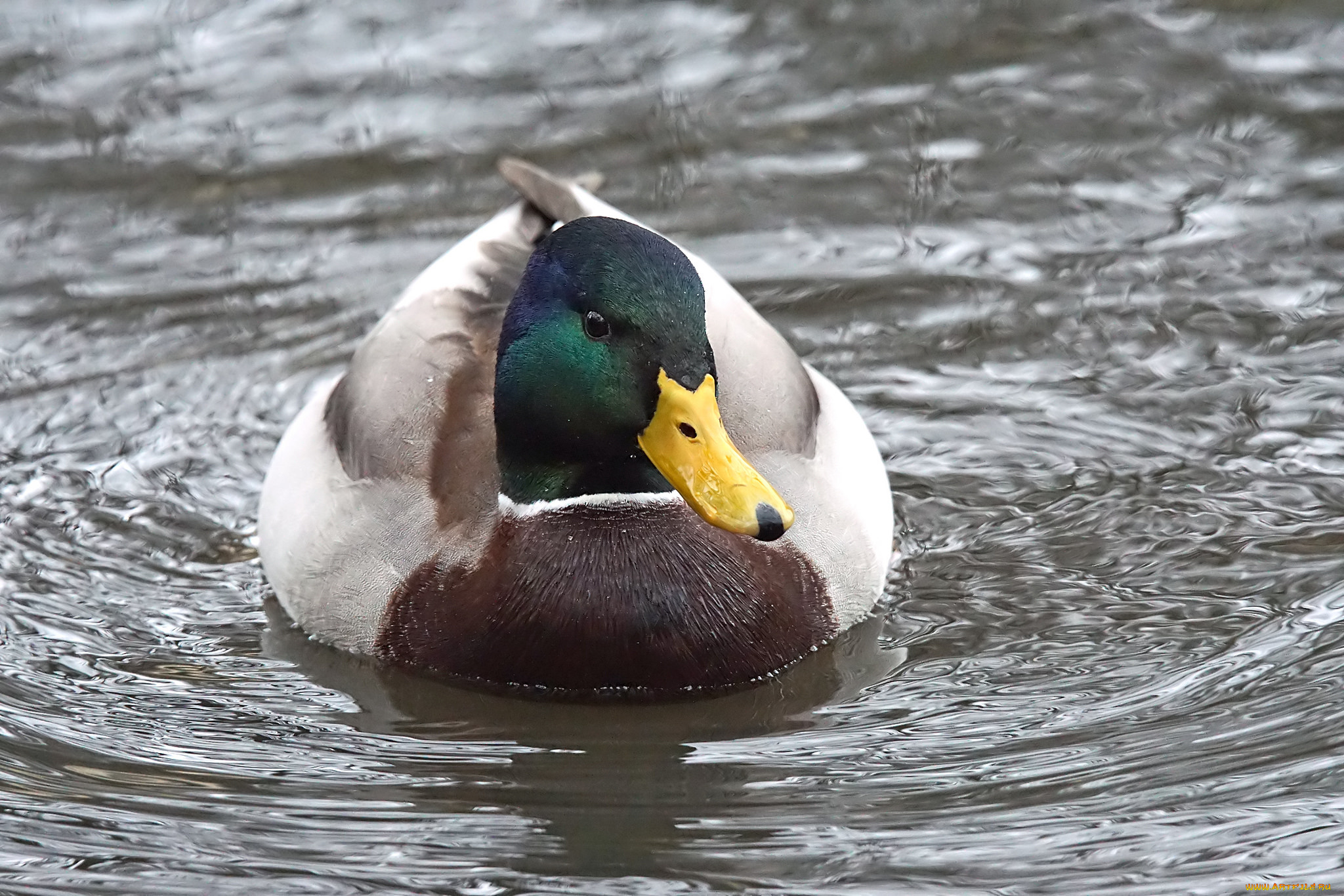 животные, утки, плывёт, вода, утка