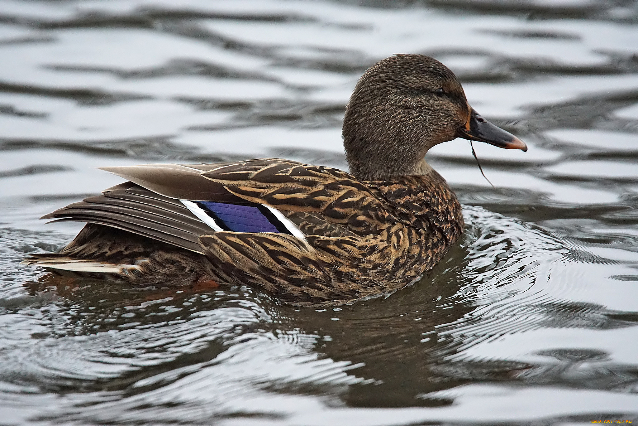 животные, утки, утка, вода