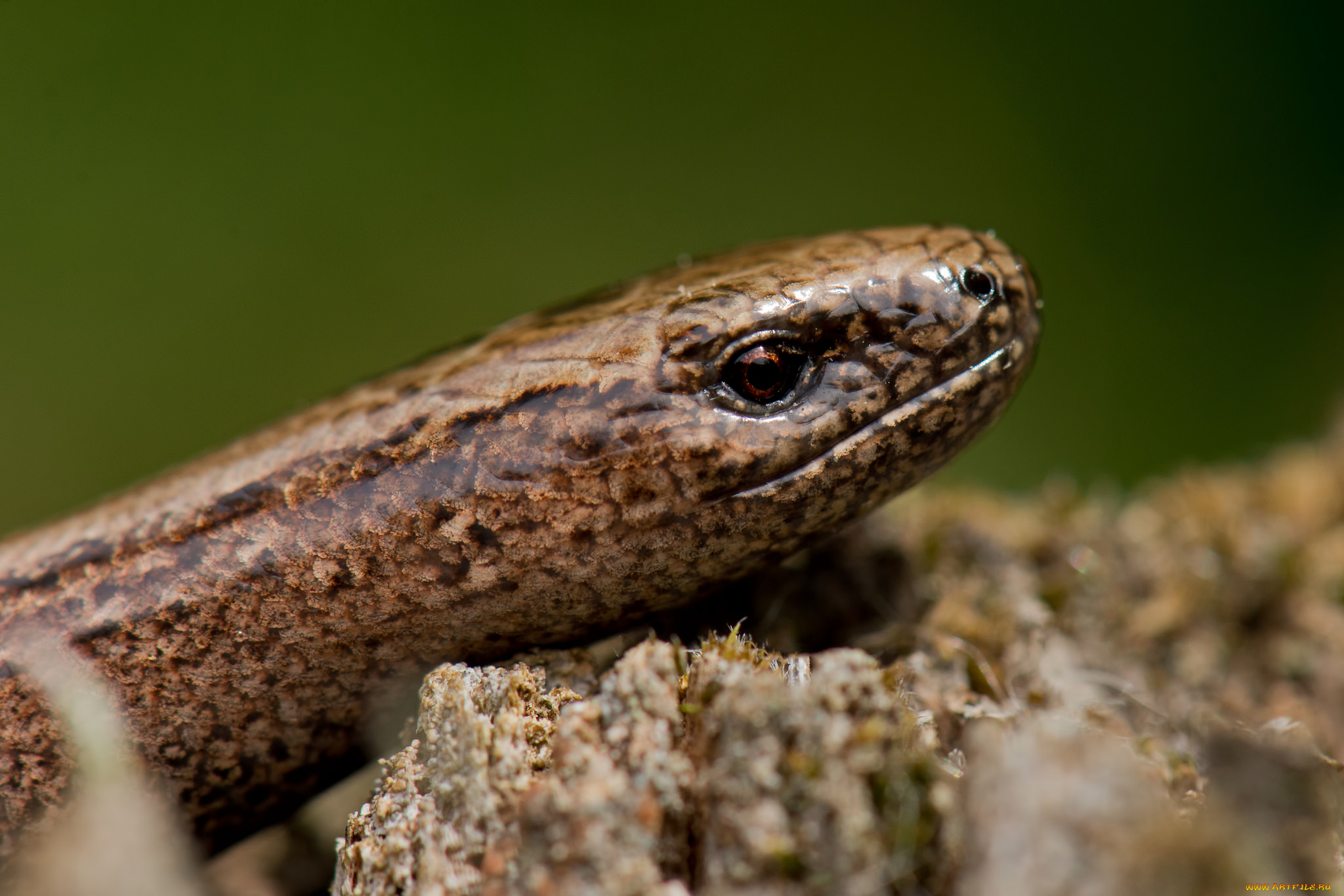 животные, змеи, , питоны, , кобры, змея, голова, коричневая, фон