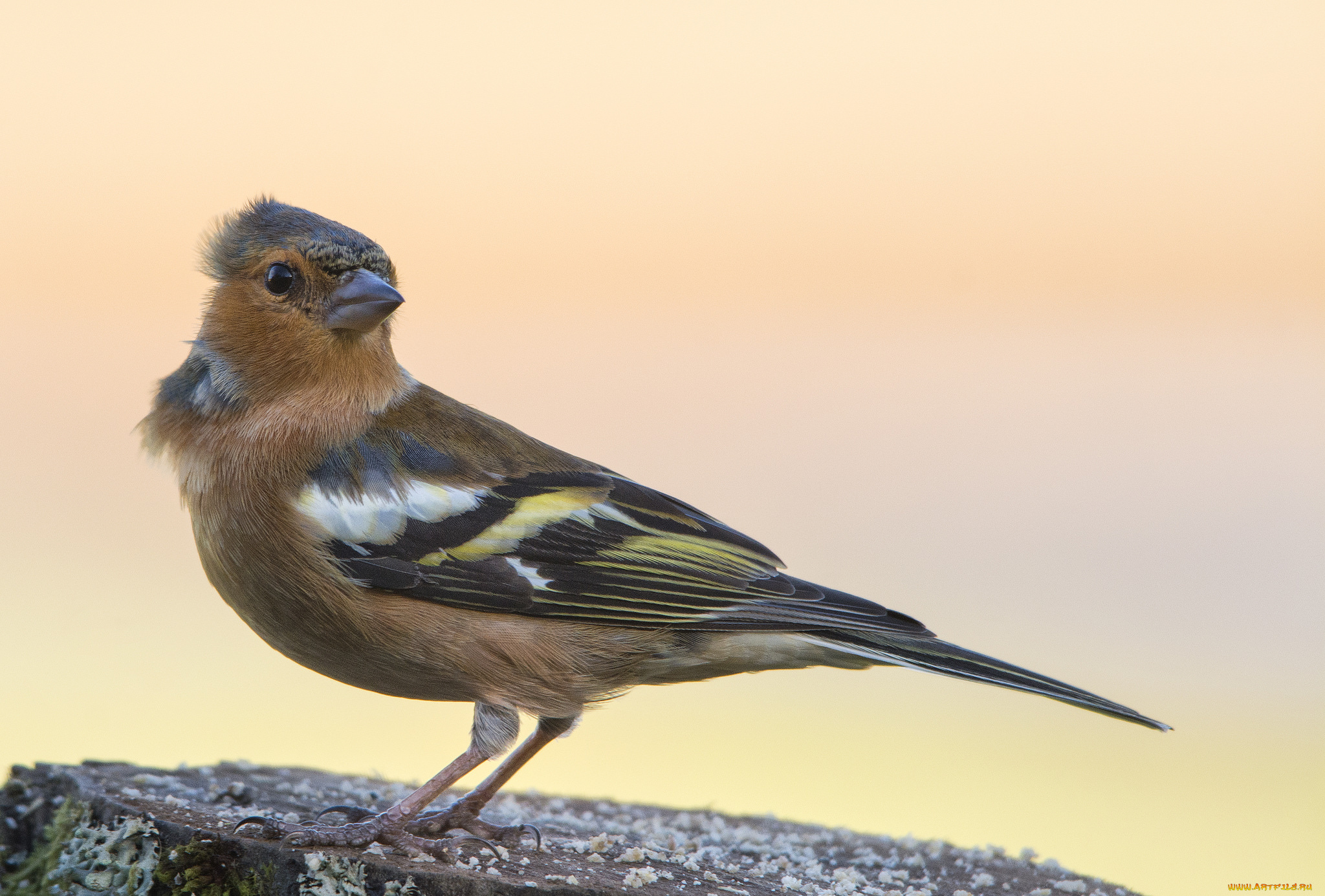 животные, щеглы, , чижи, щегол