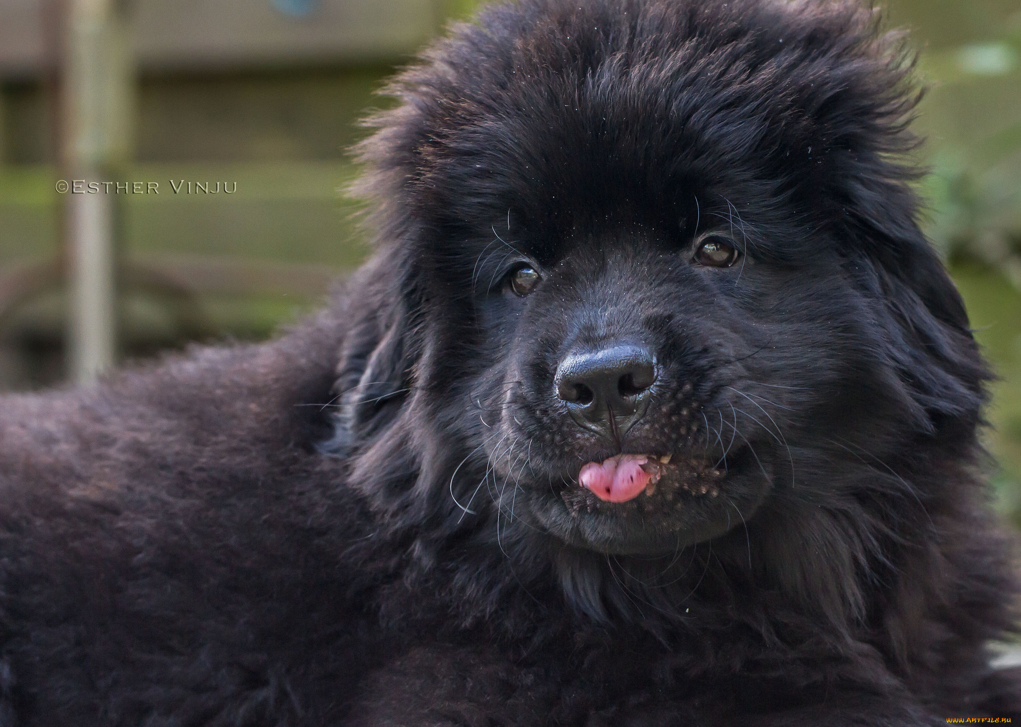 животные, собаки, собака, чёрная, взгляд, пушистая, язык