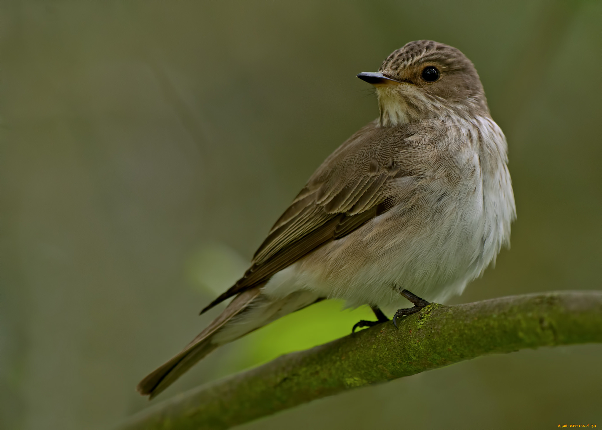 животные, птицы, птица, фон, ветка