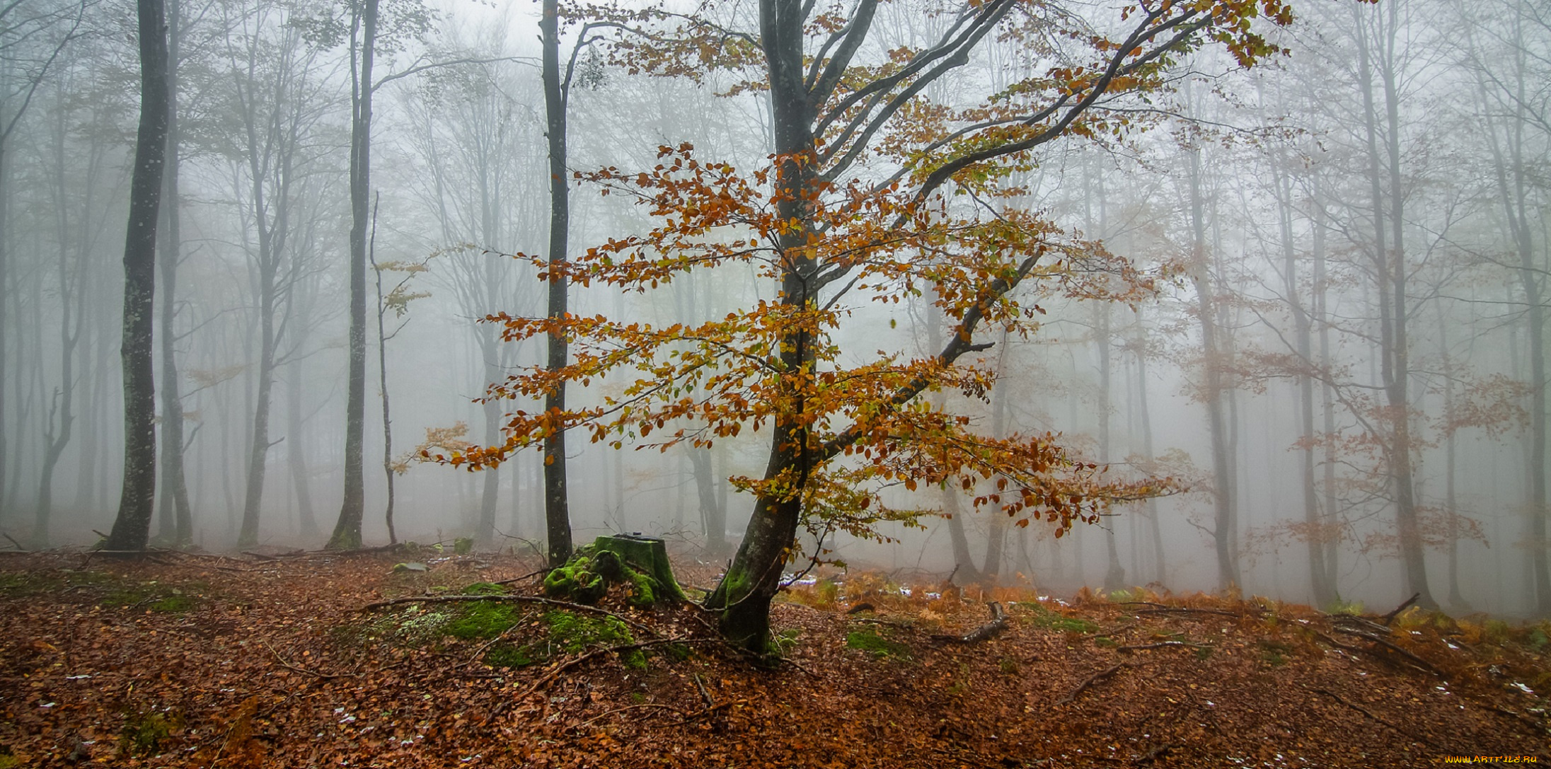 природа, лес, ветки, деревья, igor, galarza, туман, листья, утро