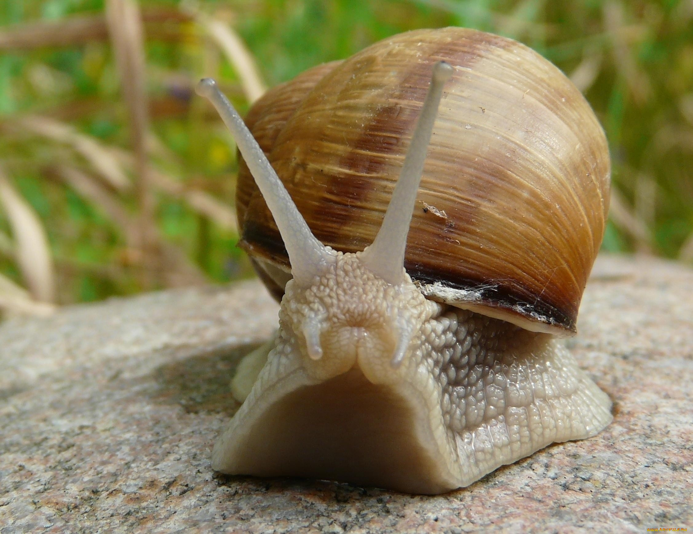 животные, улитки, макро, природа, камень, рожки, раковина, улитка