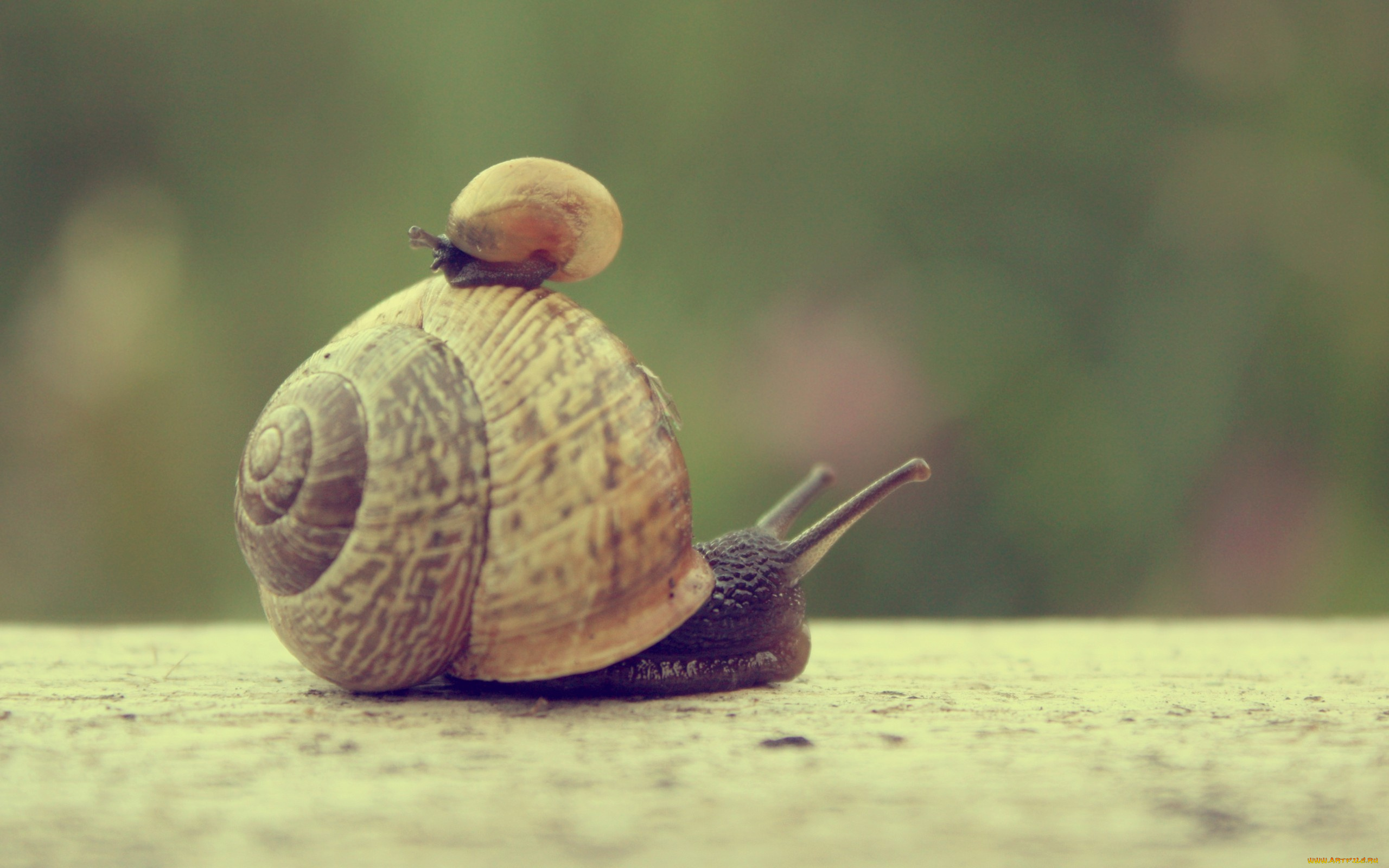 животные, улитки, макро, боке