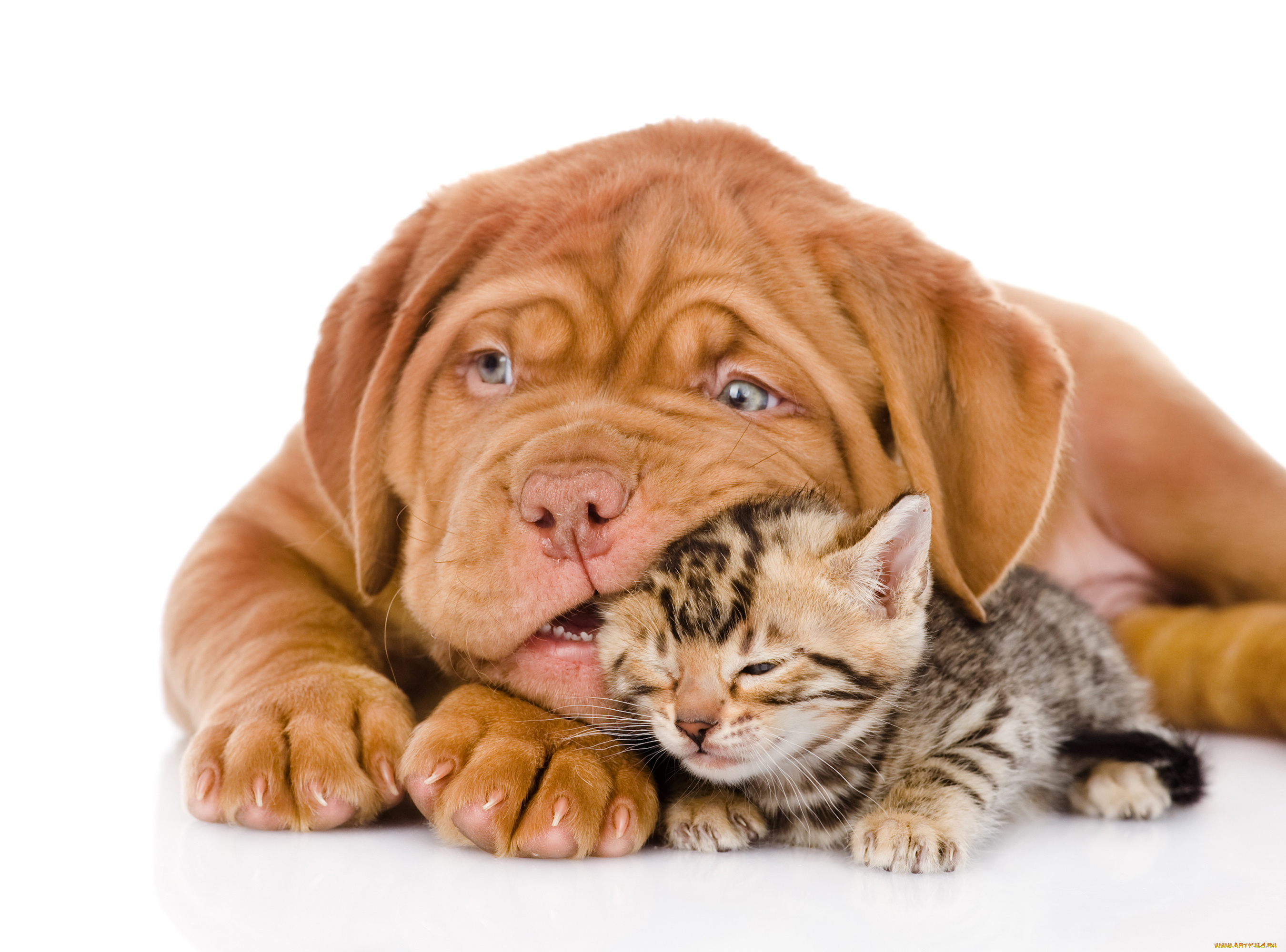животные, разные, вместе, собака, котенок