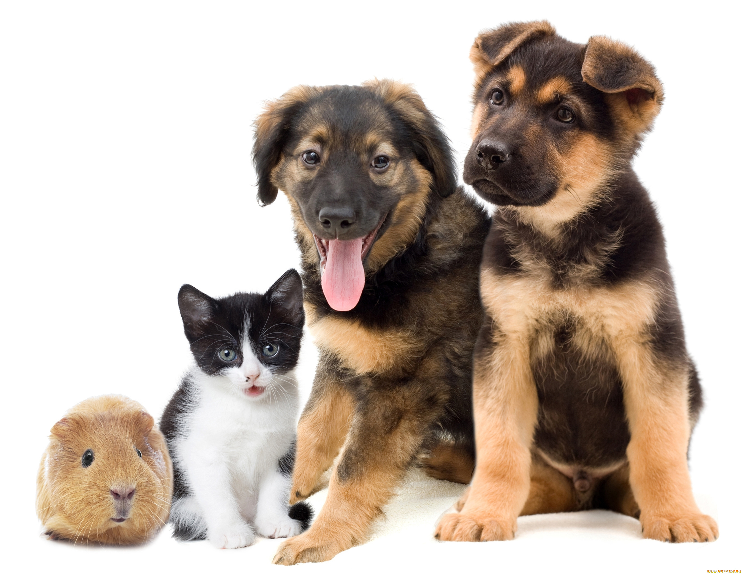 животные, разные, вместе, котенок, щенки, фон, свинка, морская, белый, друзья, разные