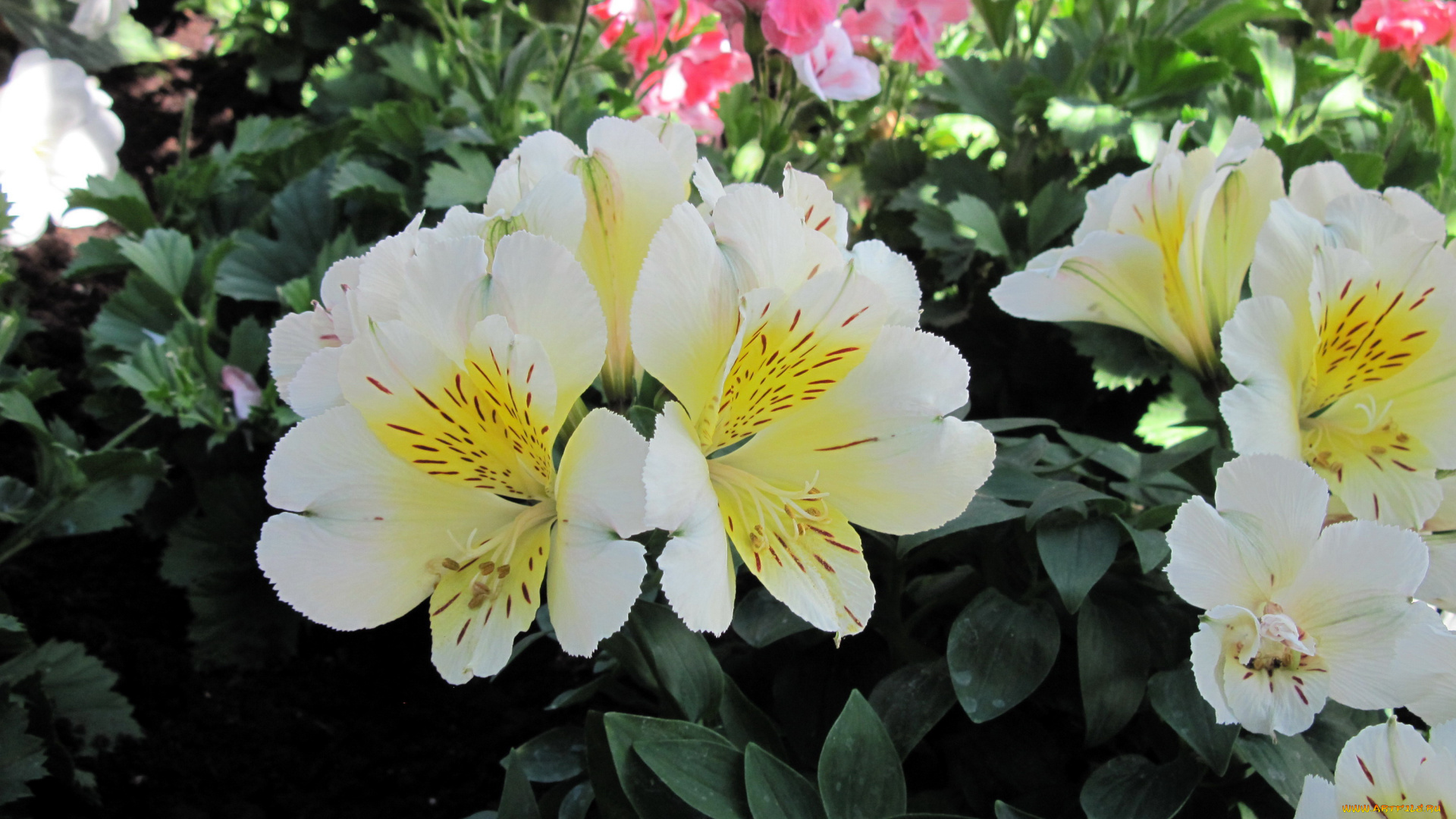 цветы, альстромерия, белый, крапинки