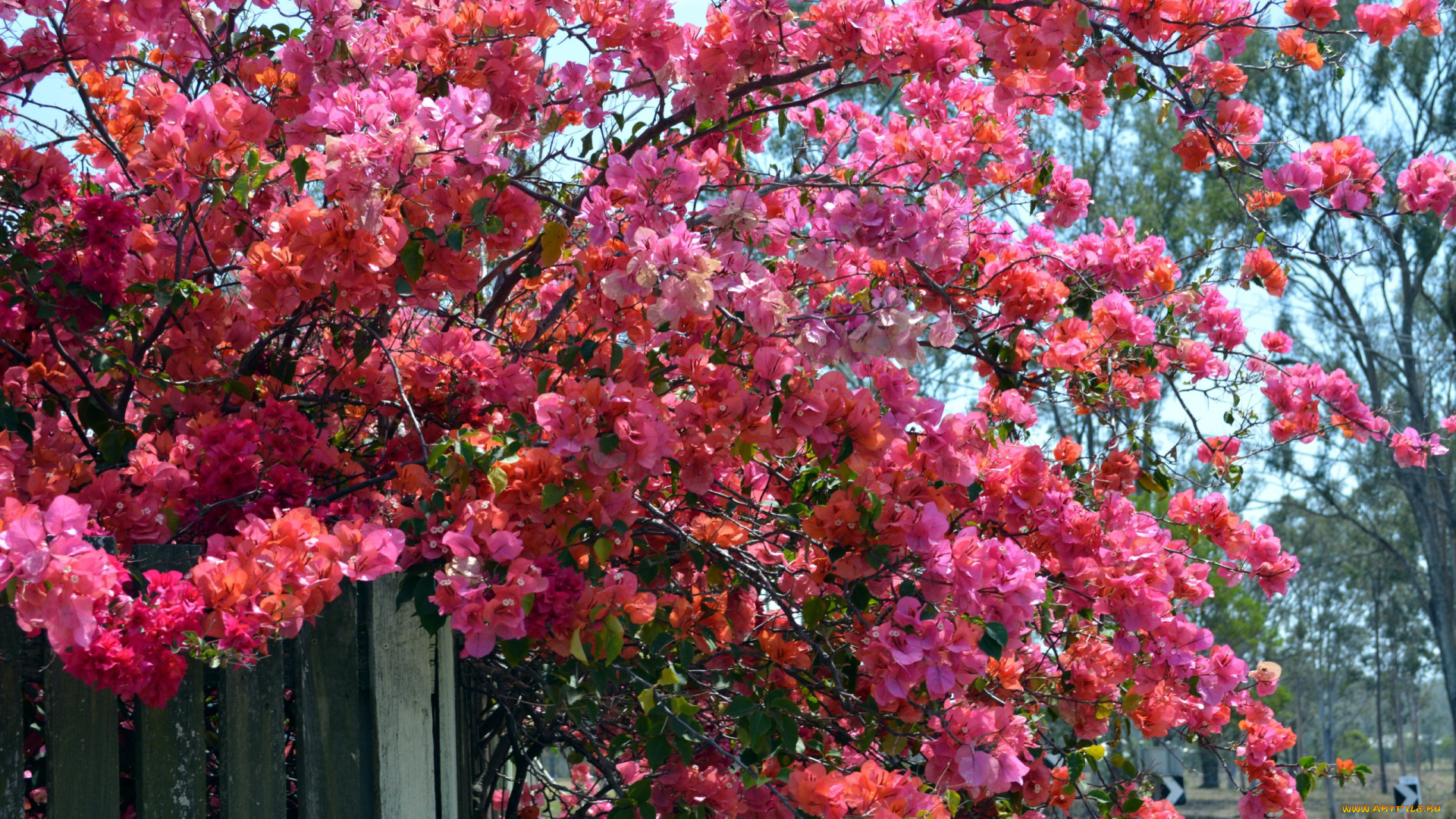 цветы, бугенвиллея, розовый