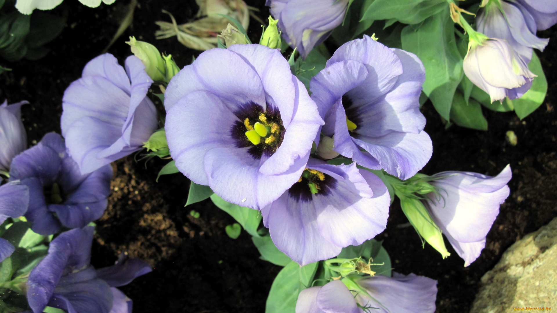 цветы, эустома, сиреневый