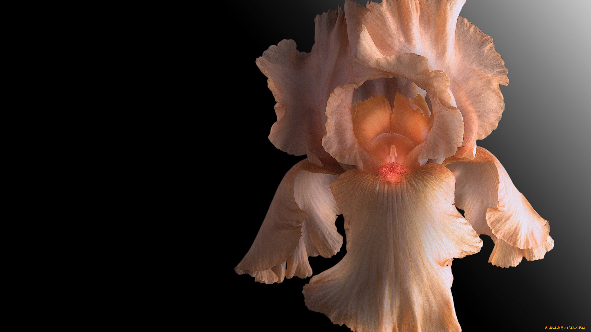 цветы, ирисы, ирис, фон