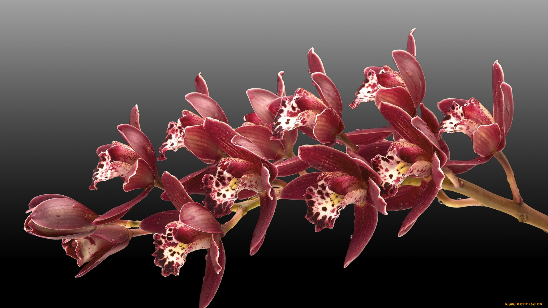 цветы, орхидеи, фон, веточка