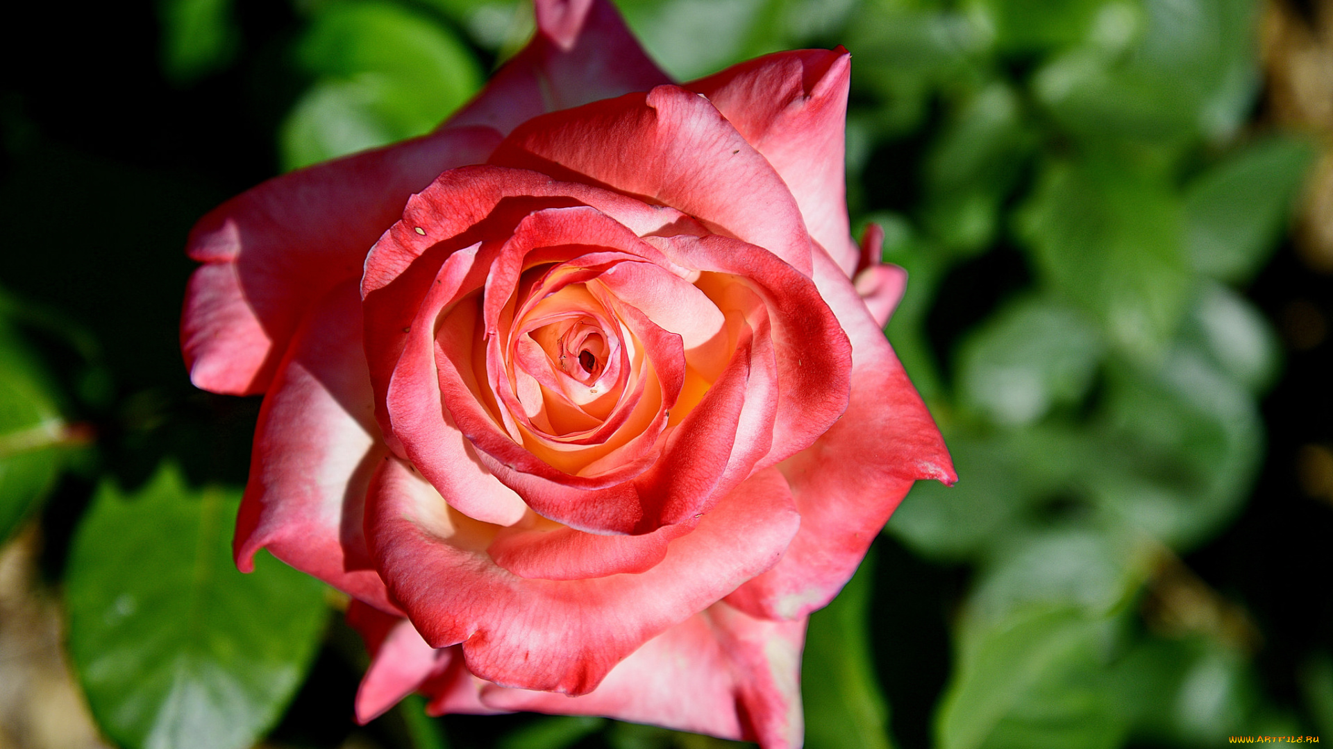 цветы, розы, бутон, роза