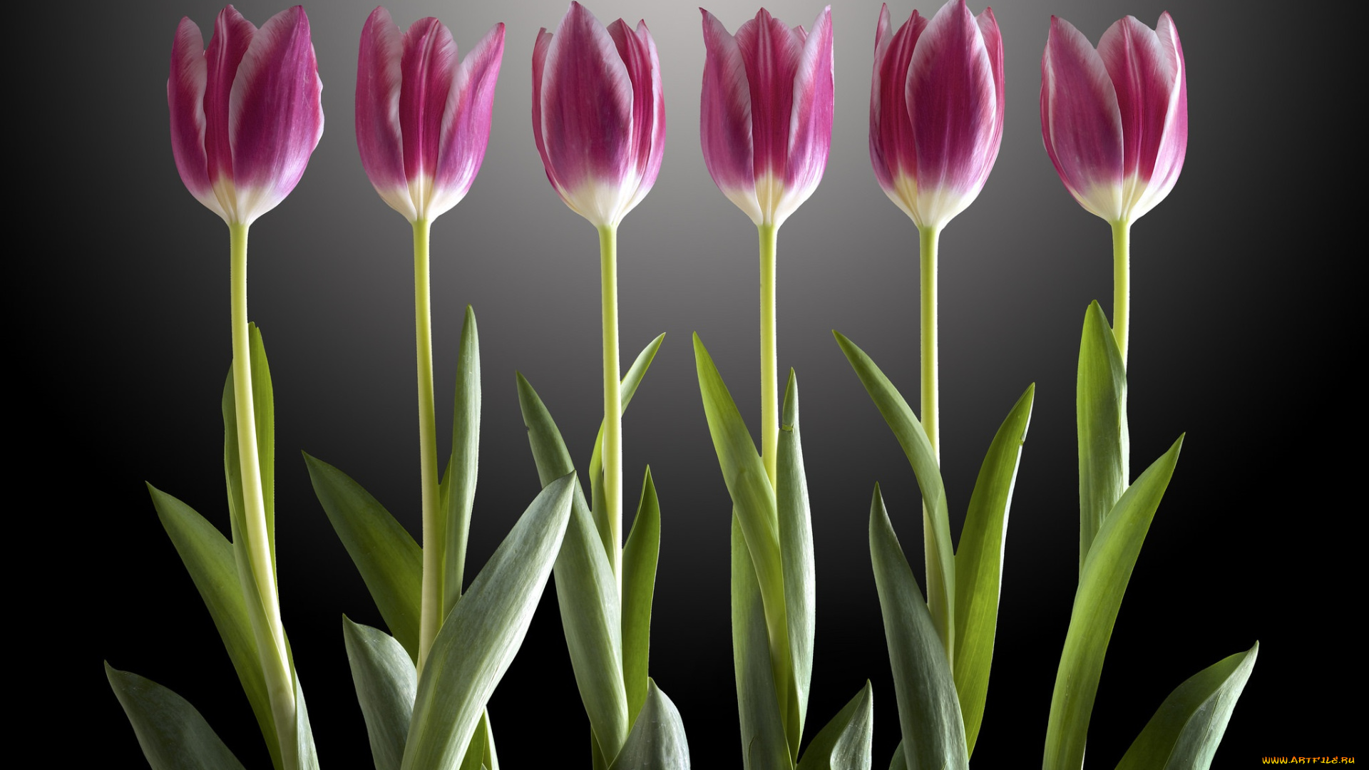 цветы, тюльпаны, фон