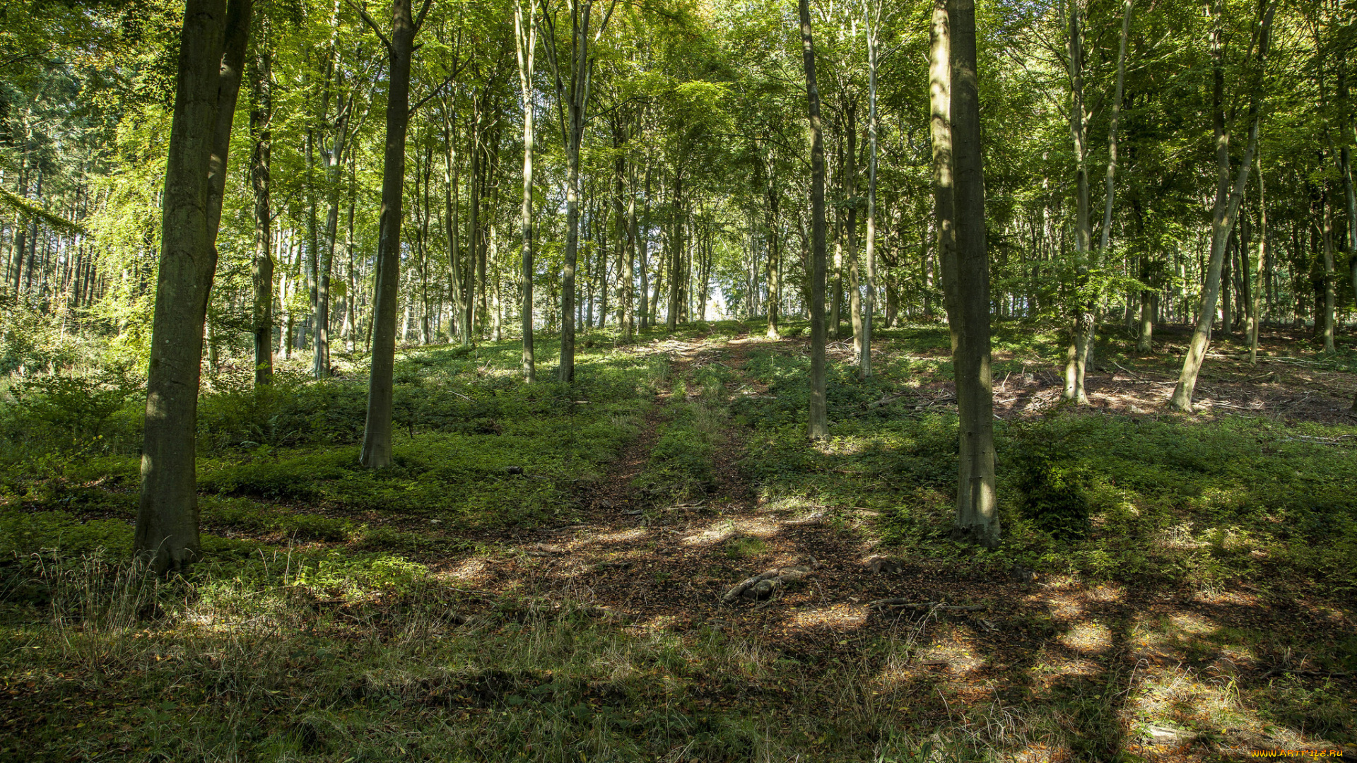 природа, дороги, колея, деревья, поляна