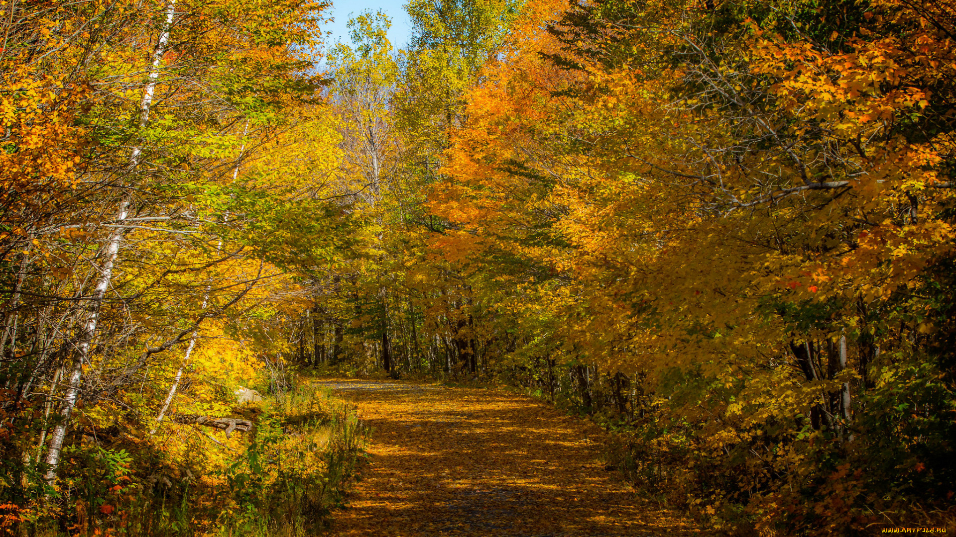 природа, дороги, лес, осень