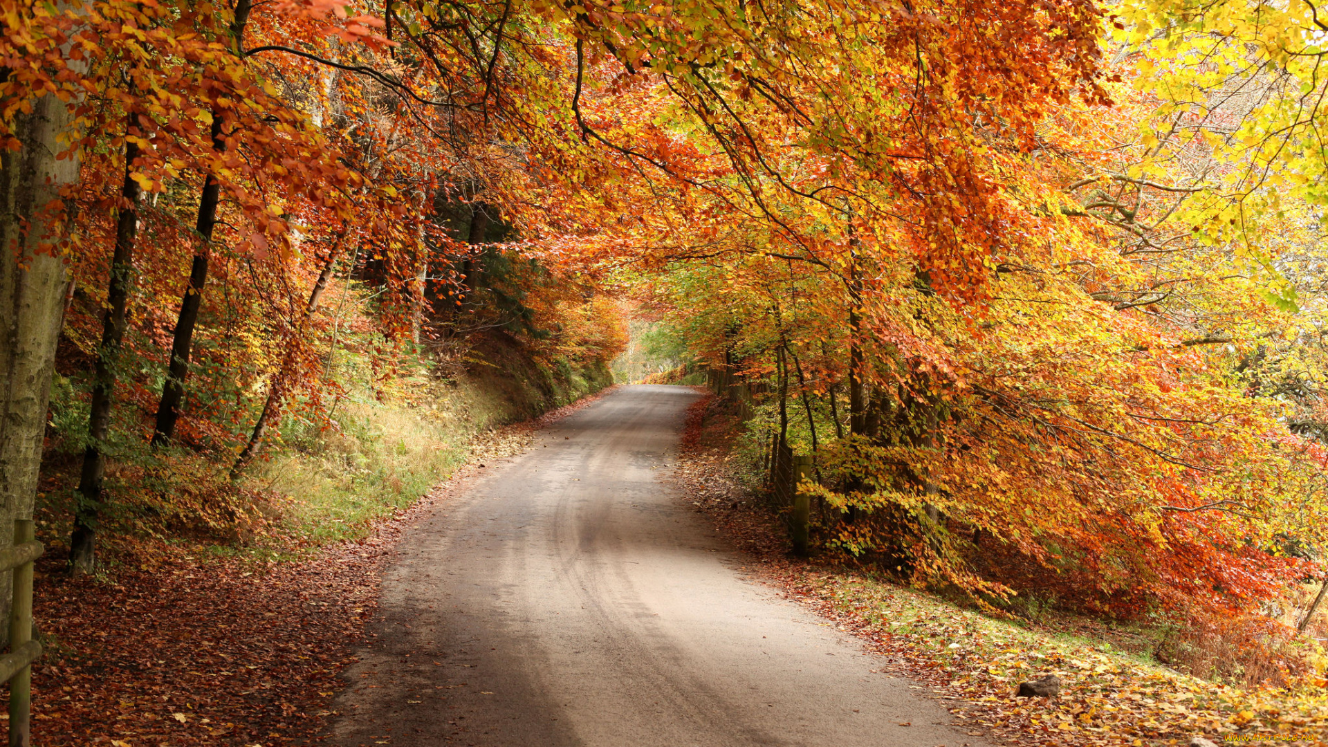 природа, дороги, осень, лес