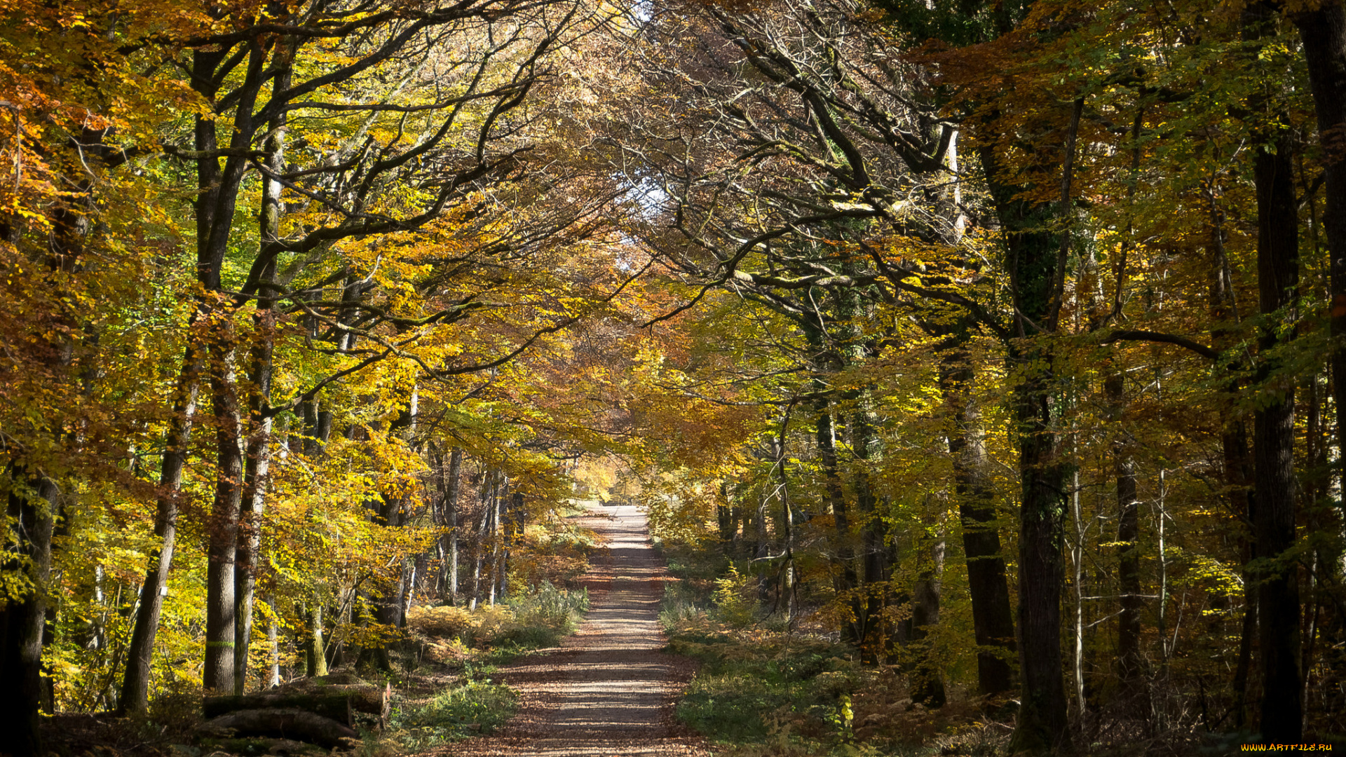 природа, дороги, осень, лес