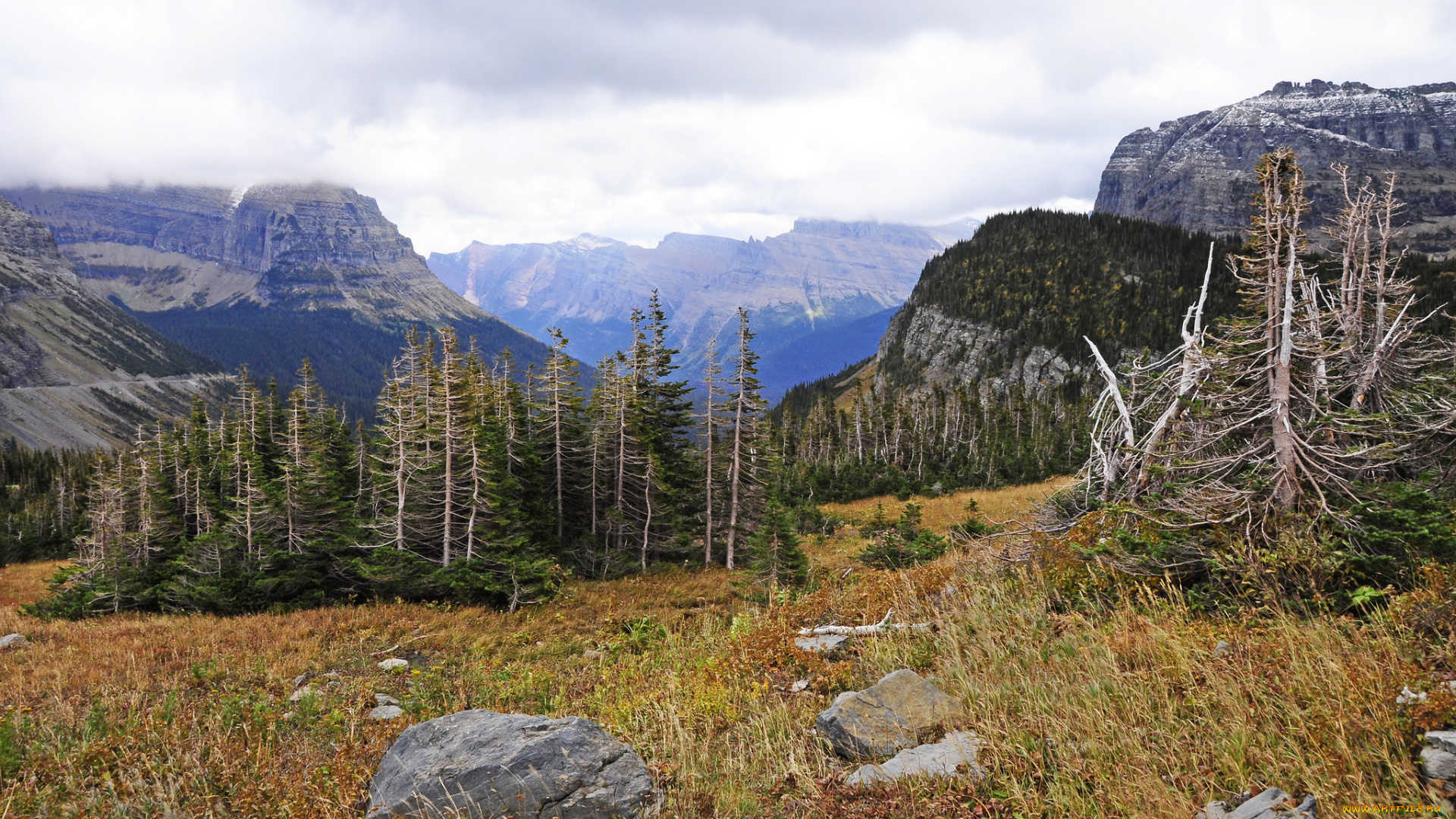 природа, горы, лес