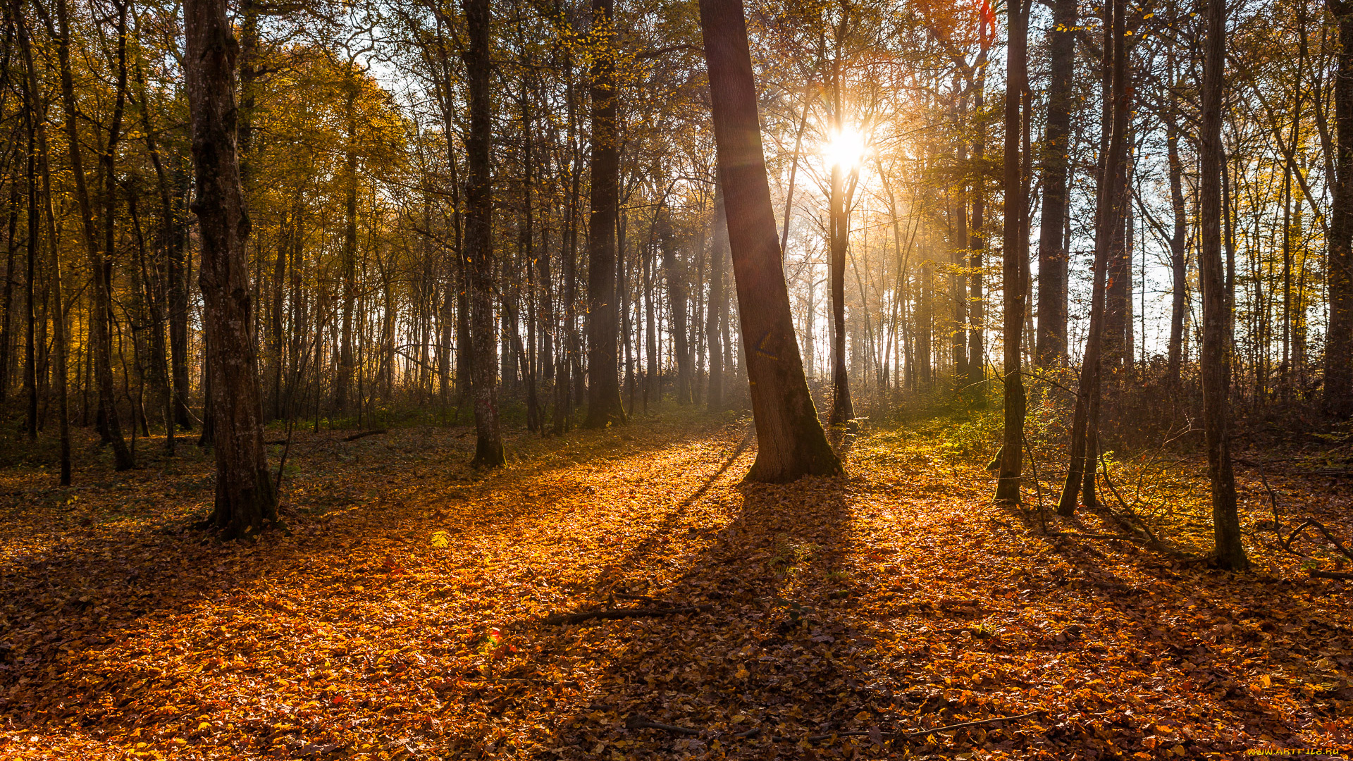 природа, лес, осень