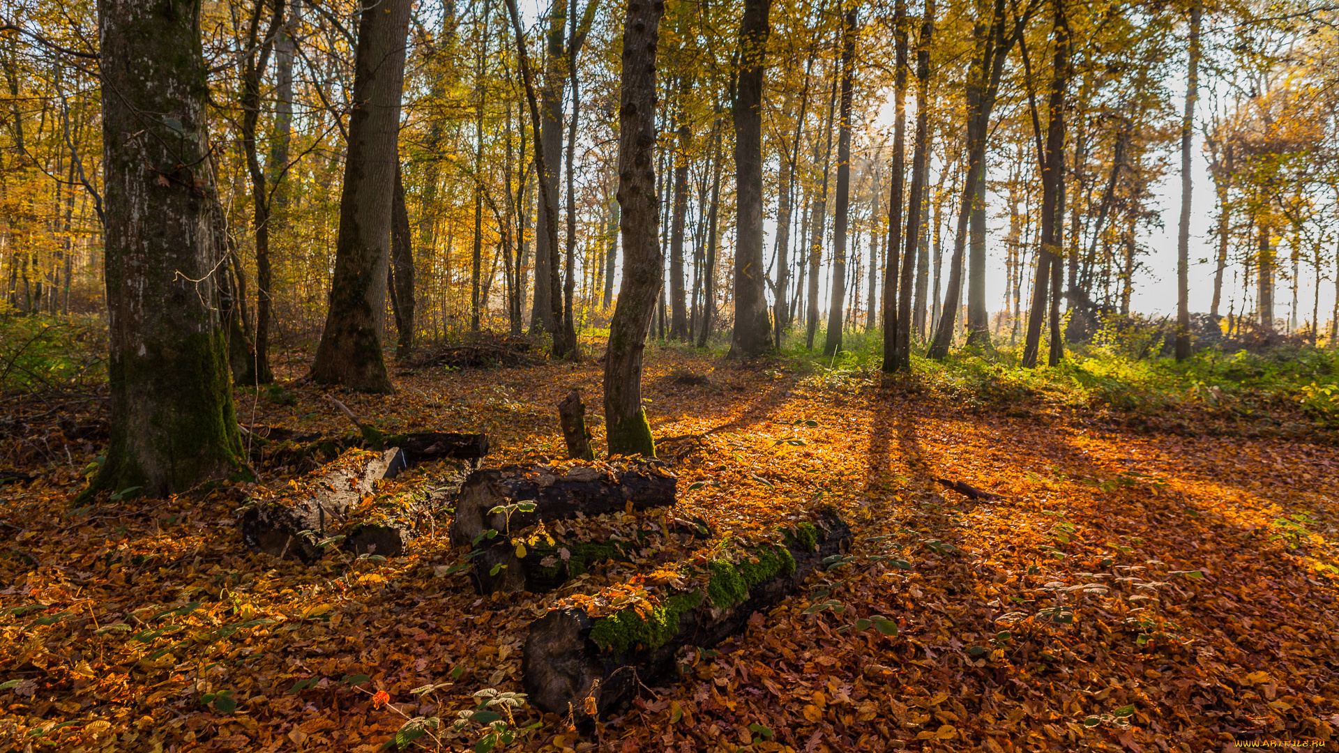 природа, лес, осень