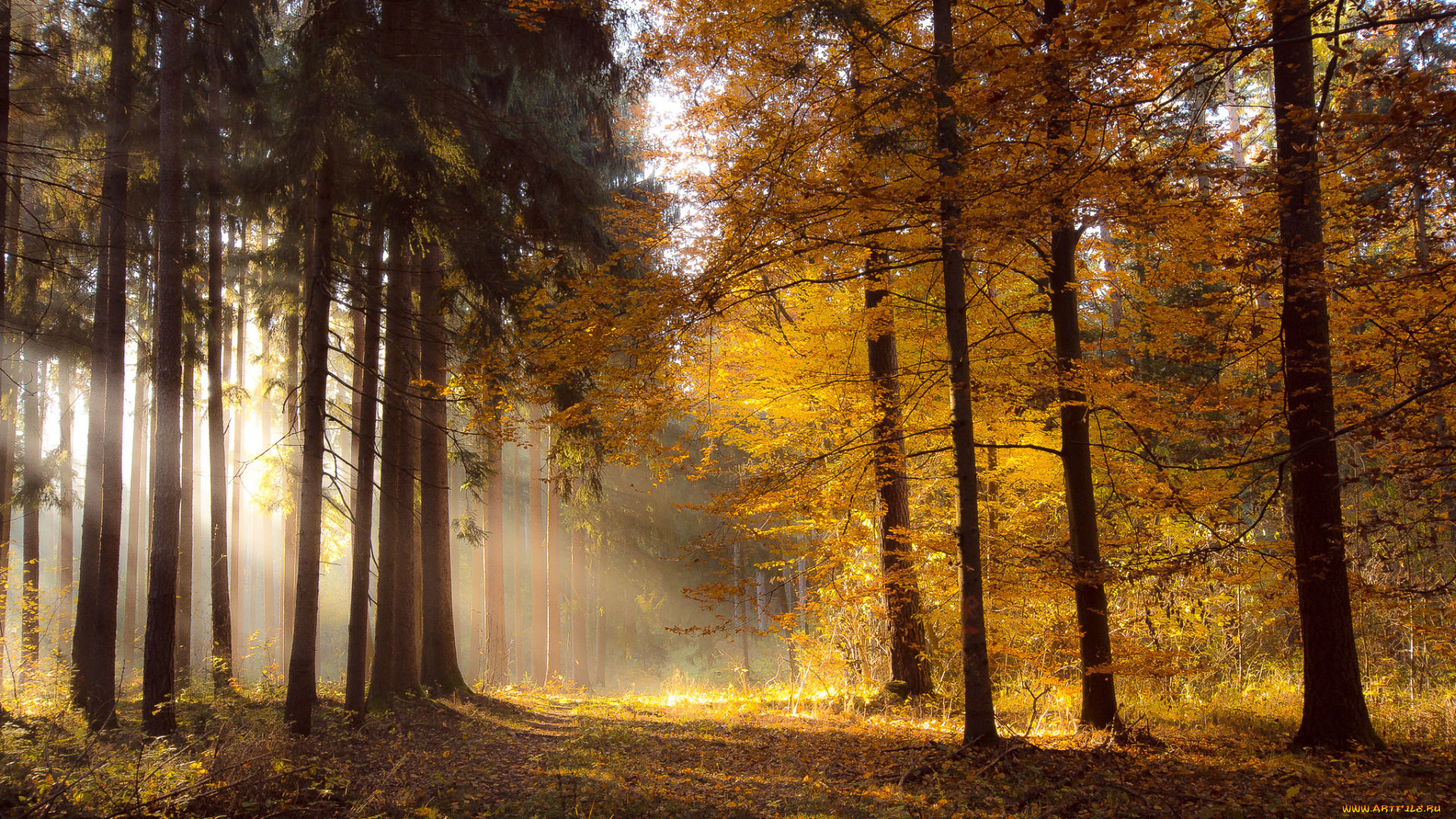 природа, лес, осень