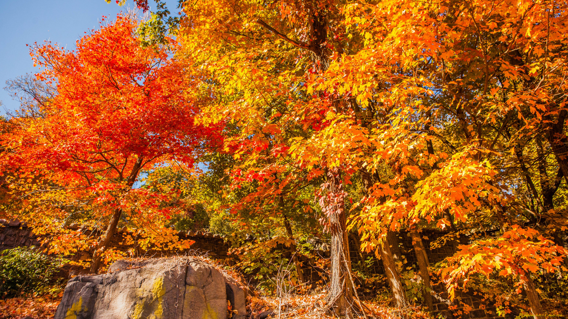 природа, лес, осень, деревья