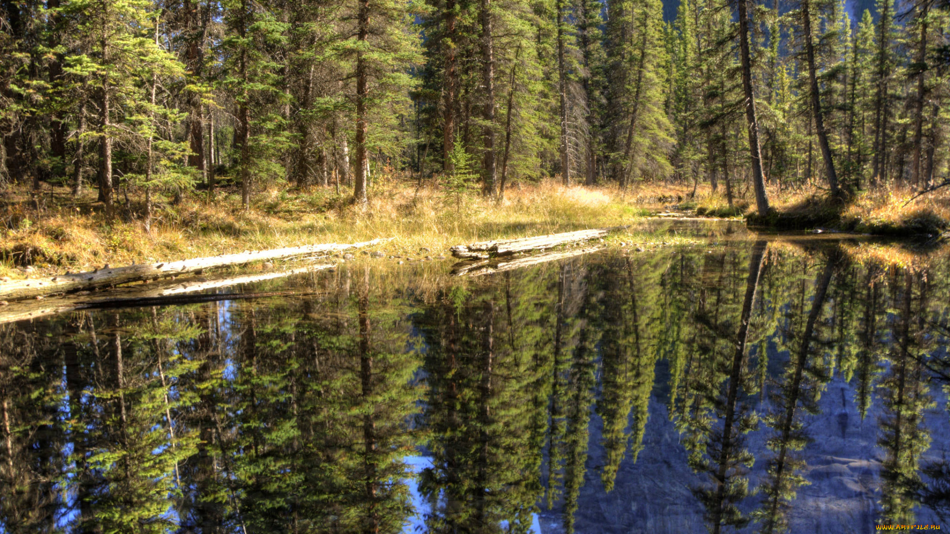 природа, моря, океаны, река, лес