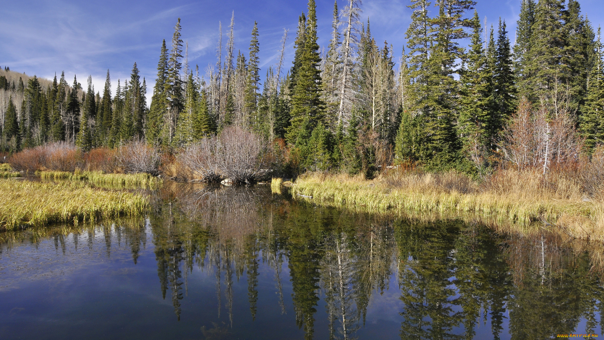 природа, реки, озера, река, лес