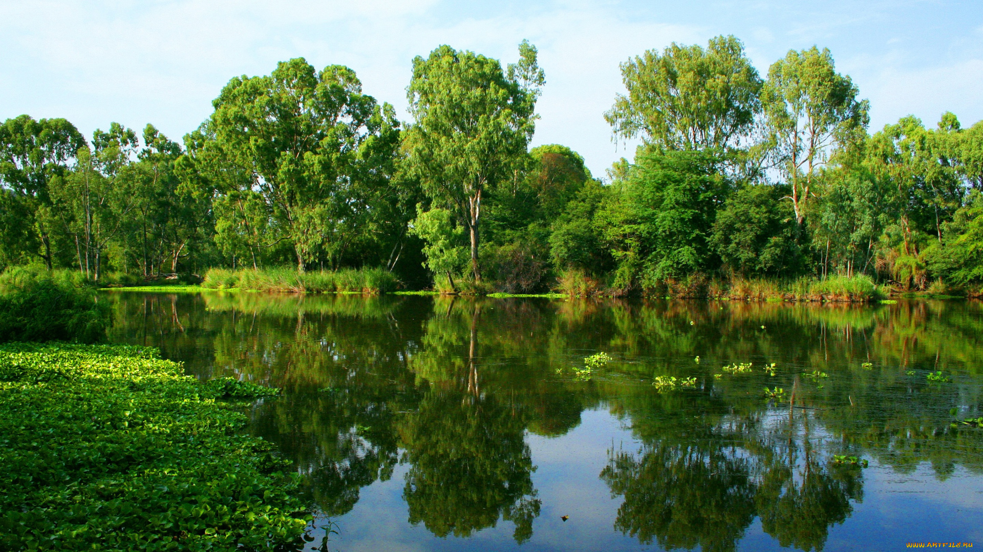 природа, реки, озера, зелень, деревья, берег, отражение, вода, река, лето