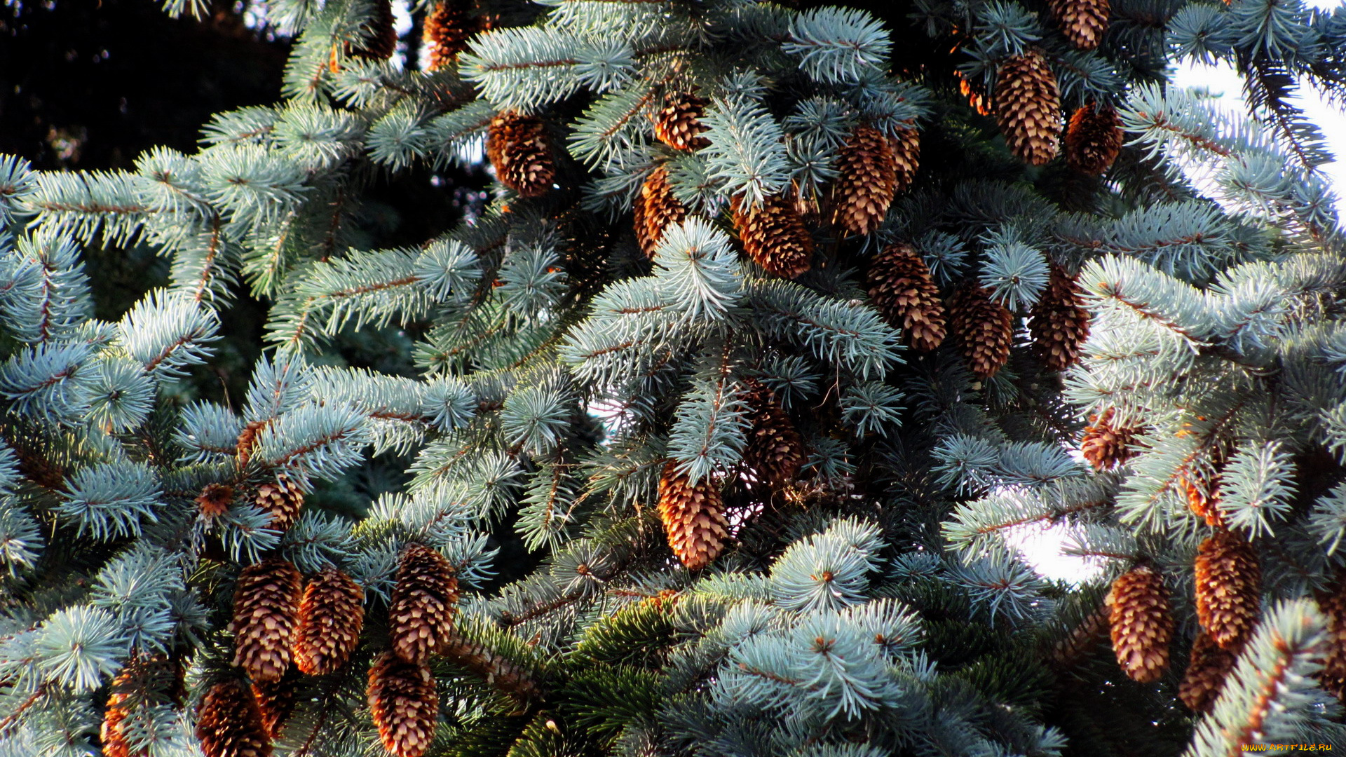 природа, шишки, , жёлуди, , каштаны, серебристая, ель