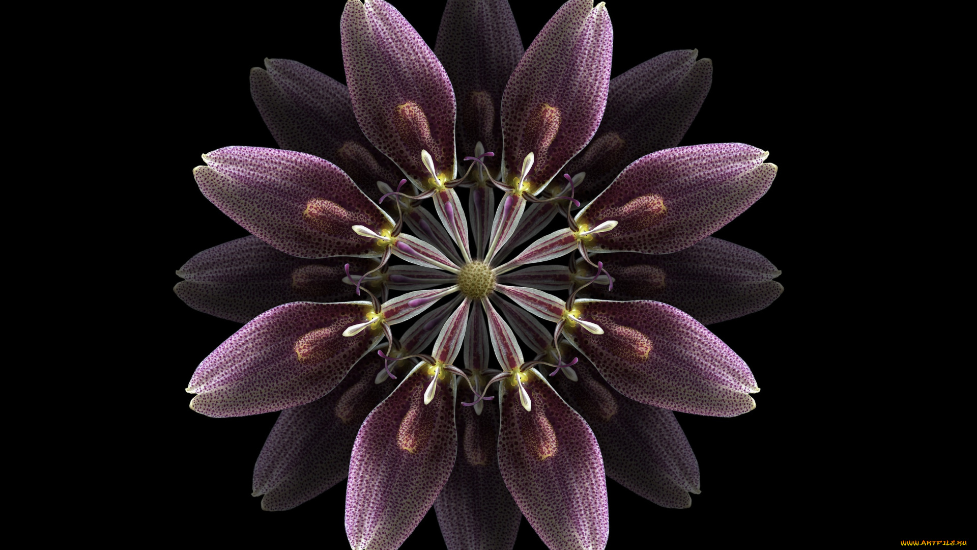 разное, компьютерный, дизайн, цветок, фон